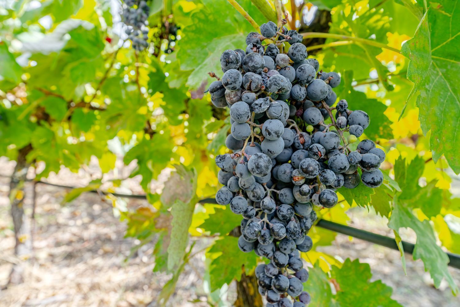 Propiedad en venta en Valladolid, Laguna de Duero