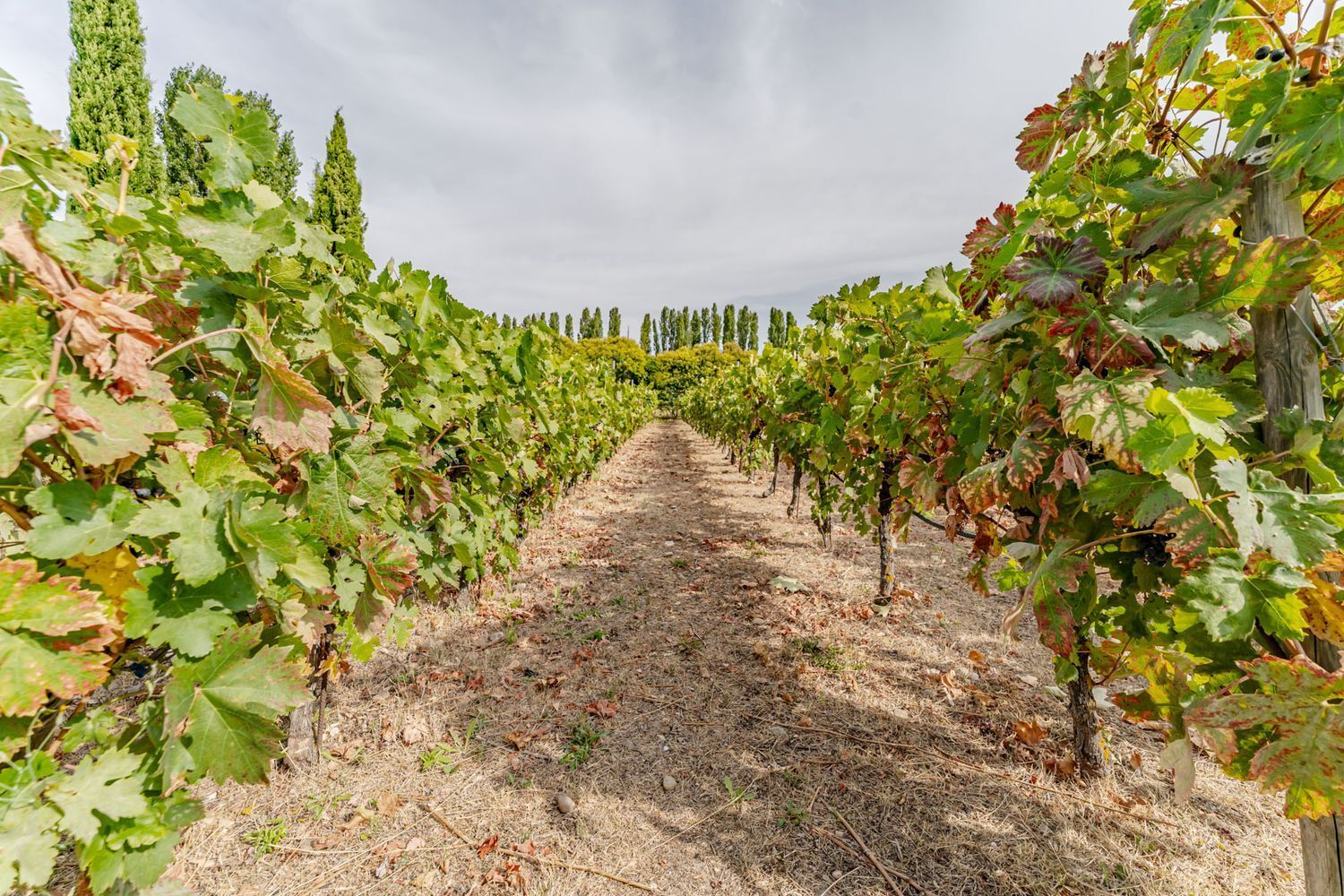 Propiedad en venta en Valladolid, Laguna de Duero