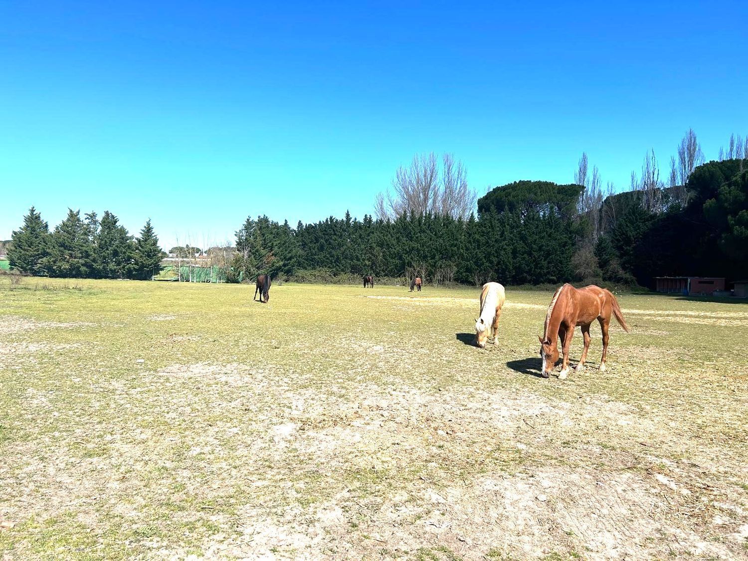 Fincas y solares-Venta-Laguna de Duero-2210283-Foto-3