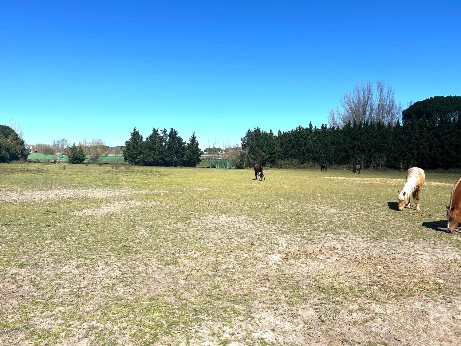 Fincas y solares-Venta-Laguna de Duero-2210283-Foto-4