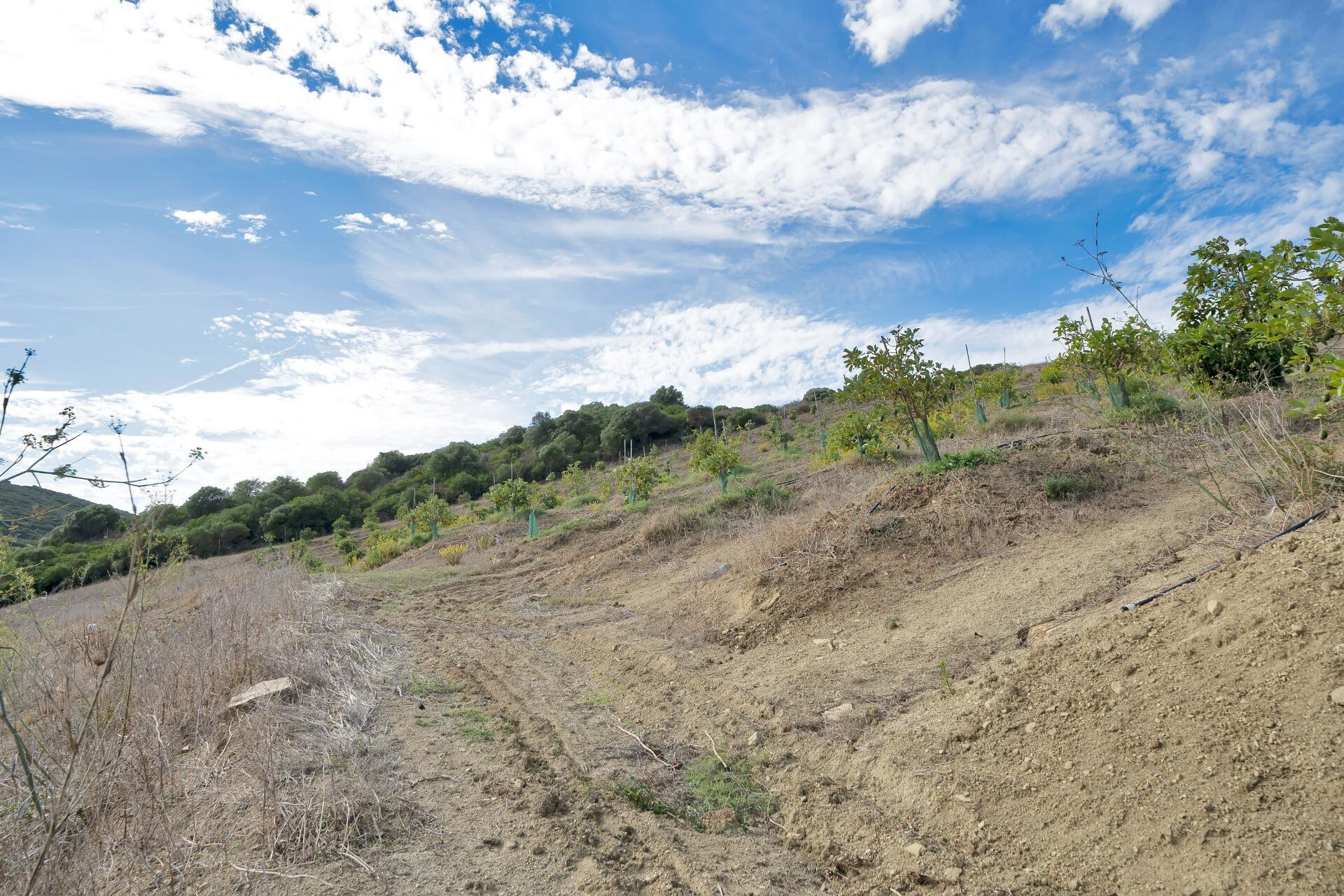 Fincas y solares-Venta-Manilva-1832825-Foto-26