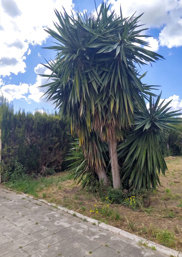 Casas o chalets-Venta-La Hinojosa-2210588-Foto-5