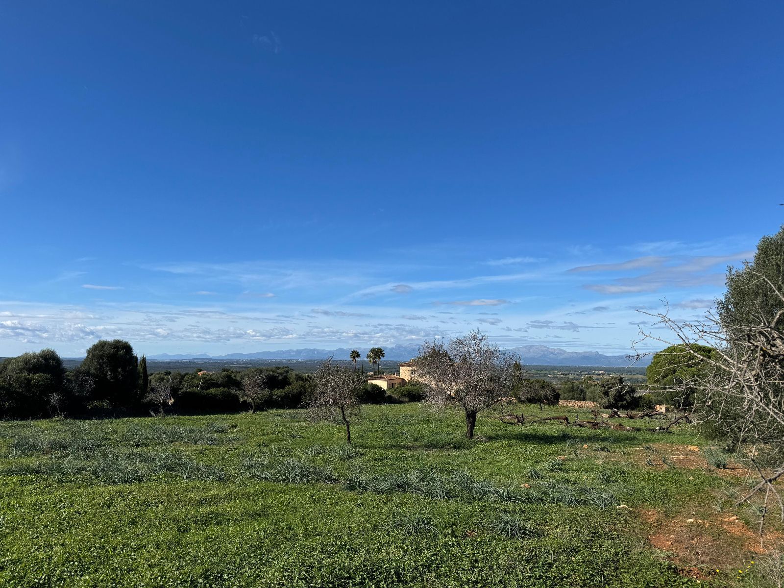 Pisos-Venta-Petra-1977666-Foto-16