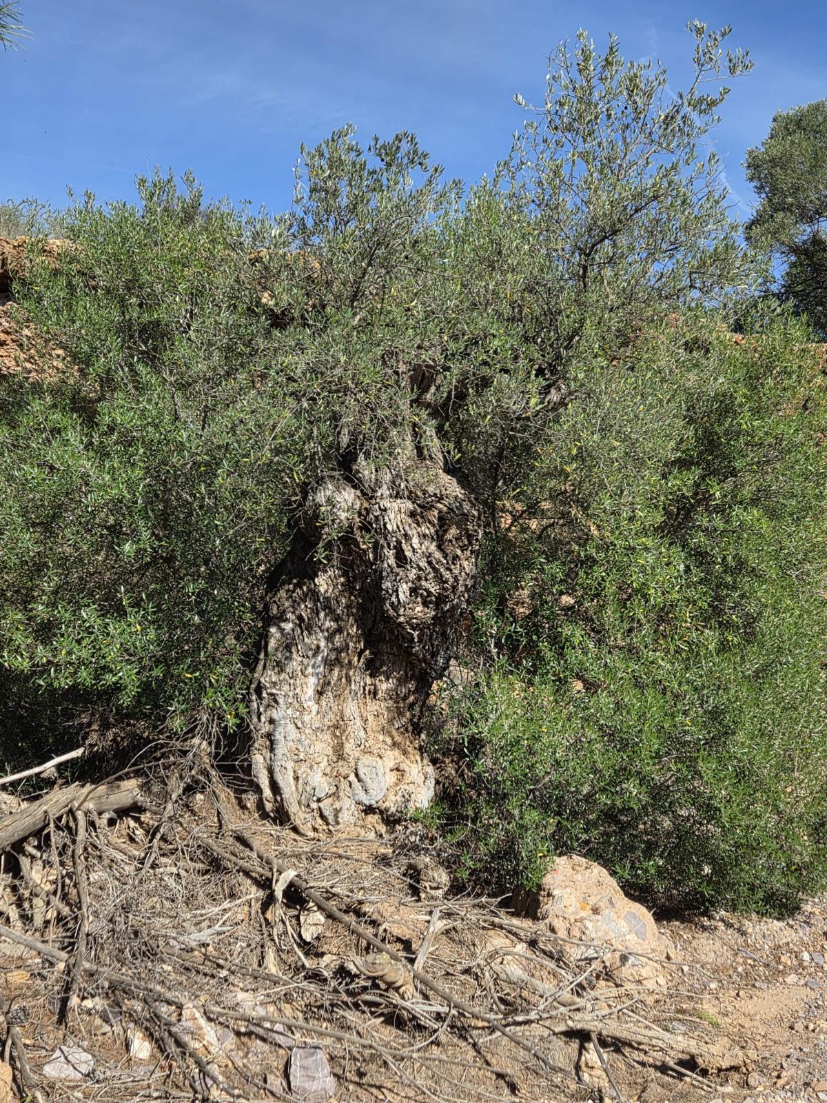 Pisos-Venta-Cuevas de Almanzora-2238208-Foto-3