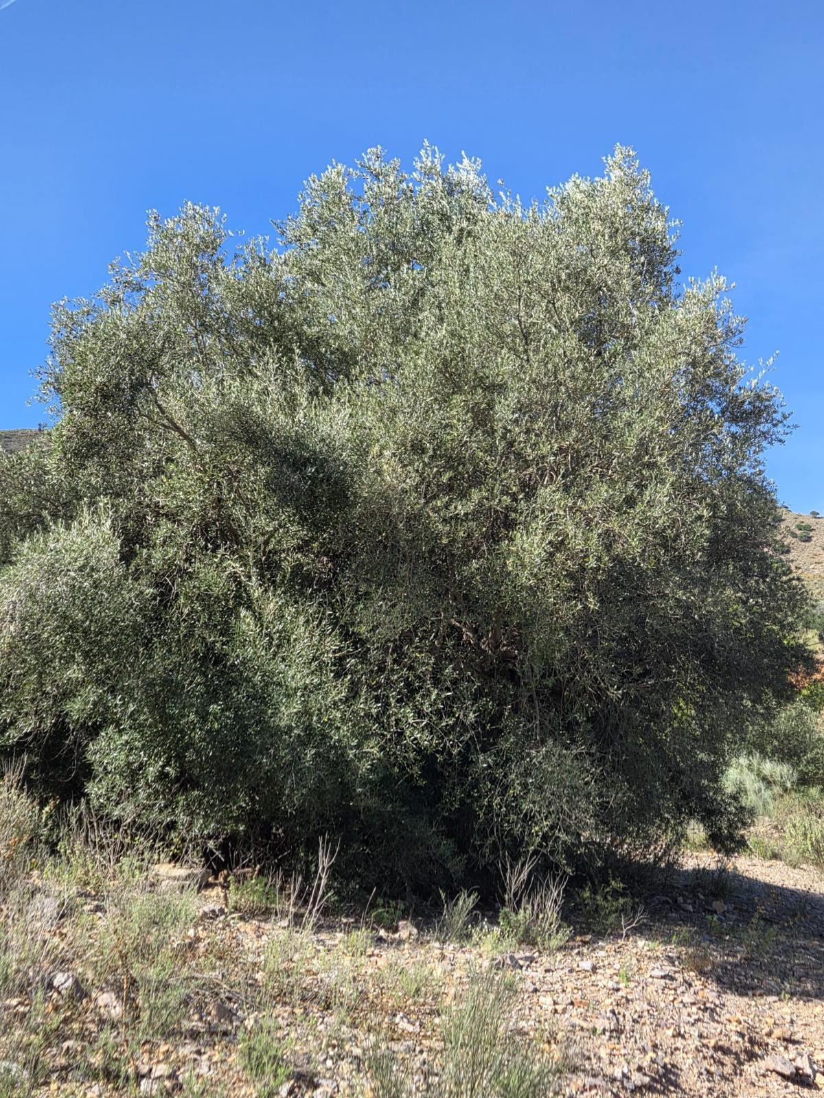 Pisos-Venta-Cuevas de Almanzora-2238208-Foto-5