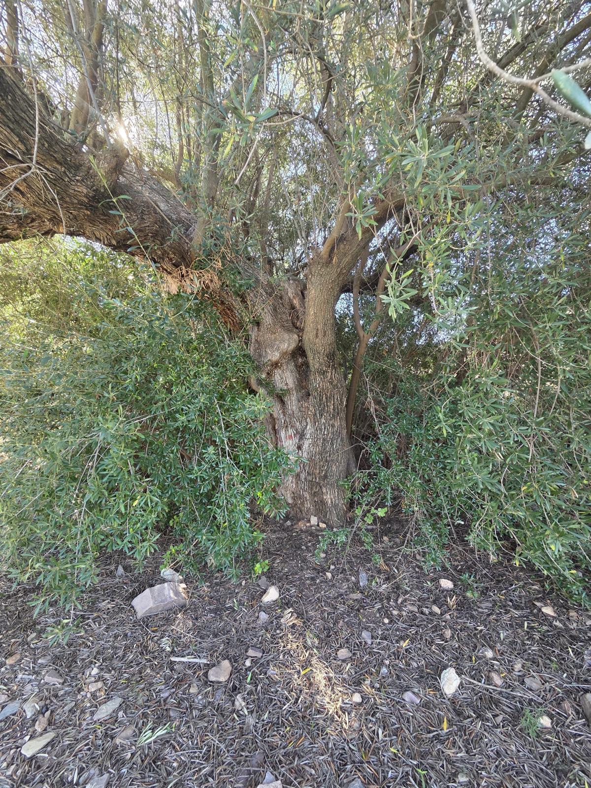 Pisos-Venta-Cuevas de Almanzora-2238208-Foto-4