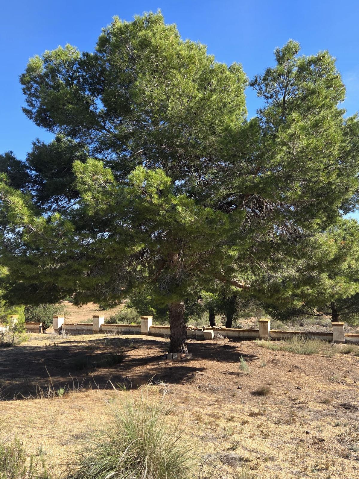 Pisos-Venta-Cuevas de Almanzora-2238208-Foto-17