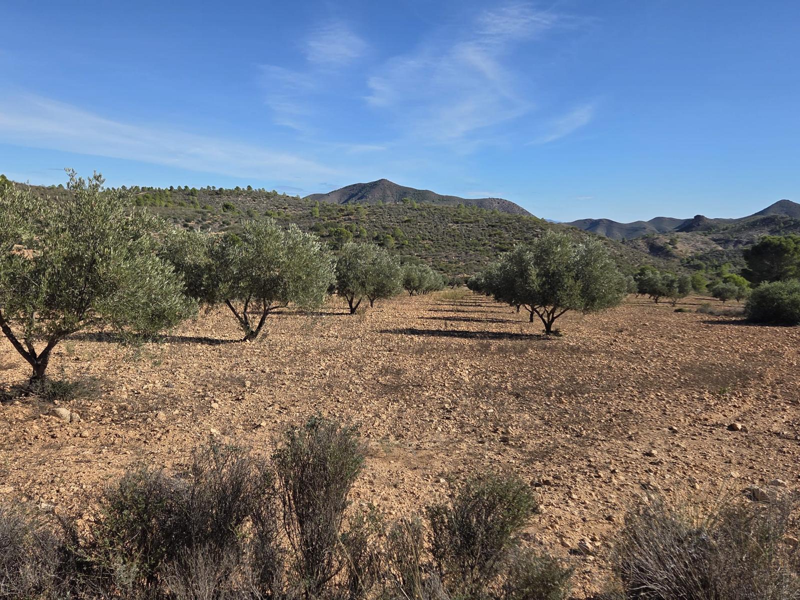 Pisos-Venta-Cuevas de Almanzora-2238208-Foto-18