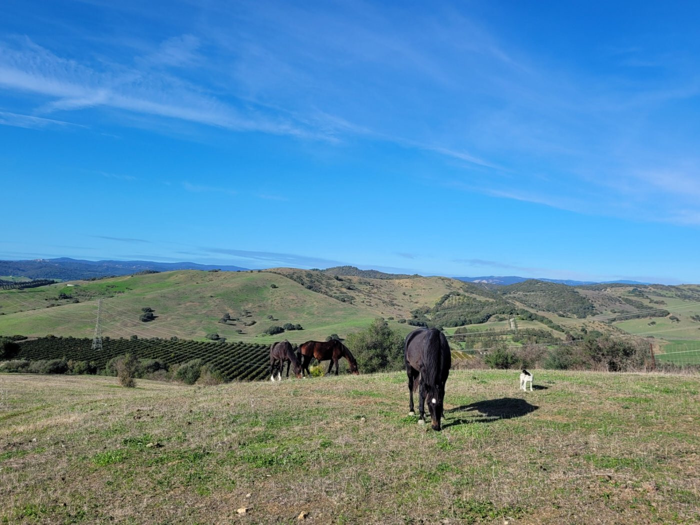 Casas o chalets-Venta-San Martin del Tesorillo-1832517-Foto-15