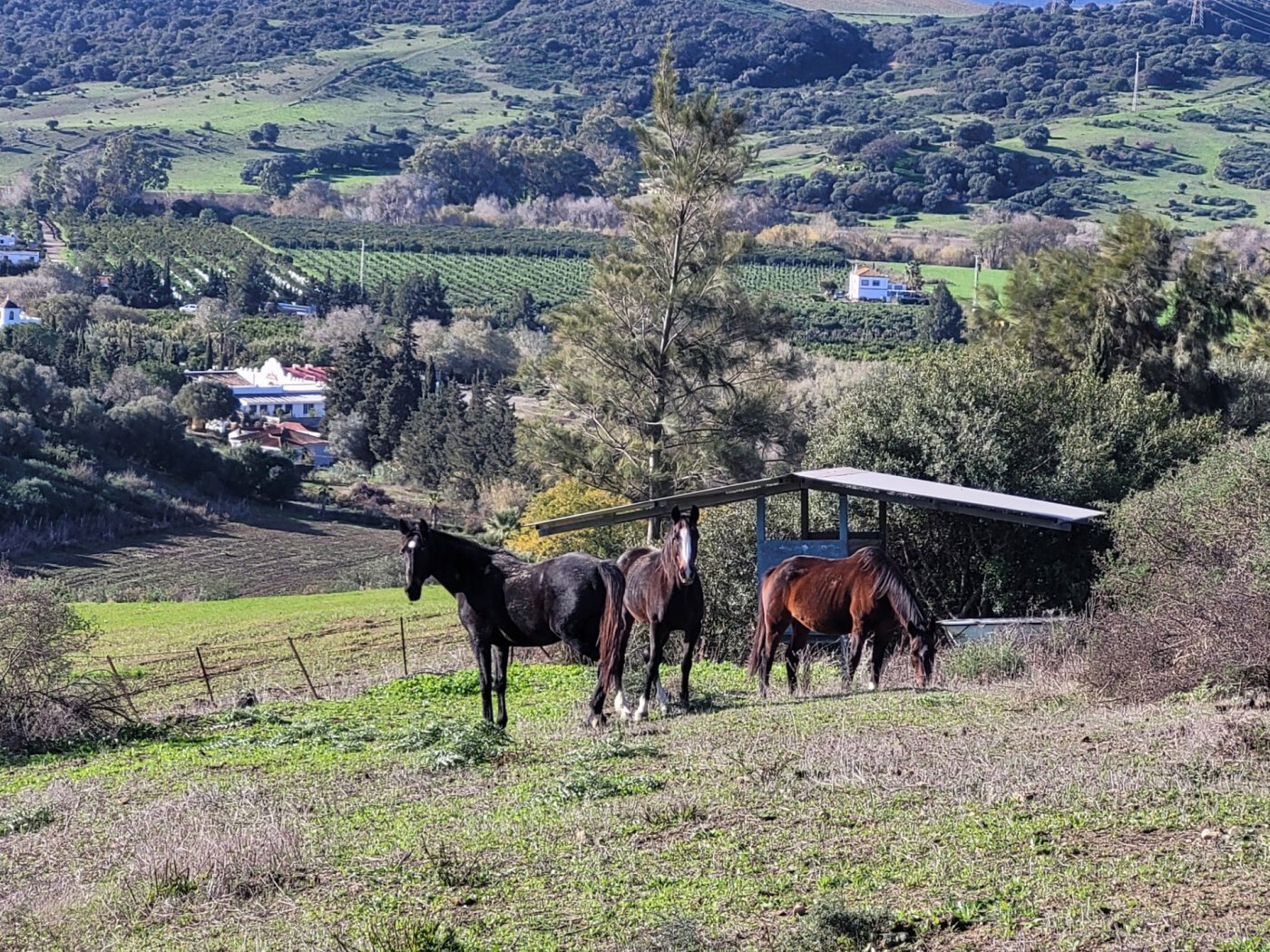 Casas o chalets-Venta-San Martin del Tesorillo-1832517-Foto-24