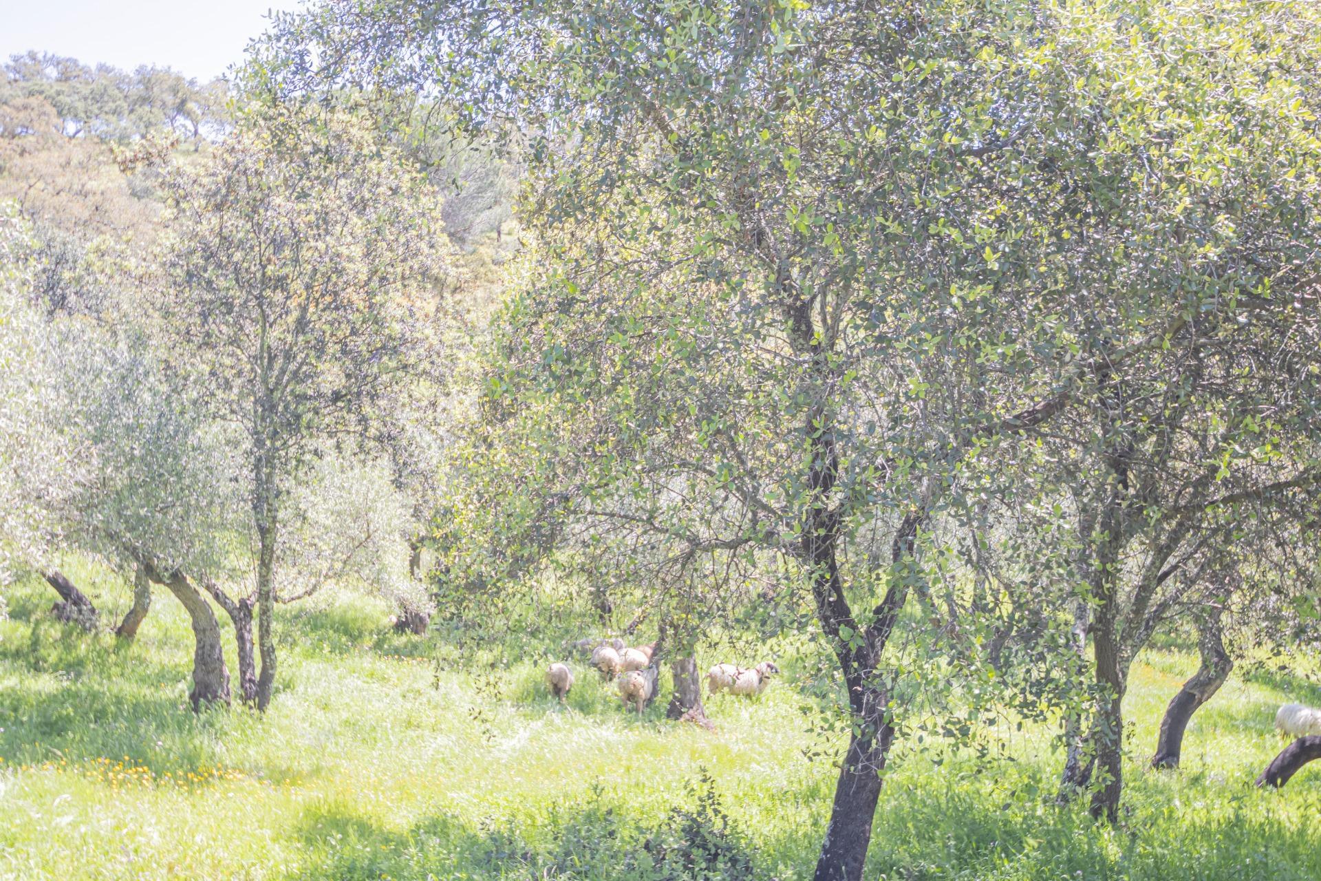 CASA RURAL CON PISCINA