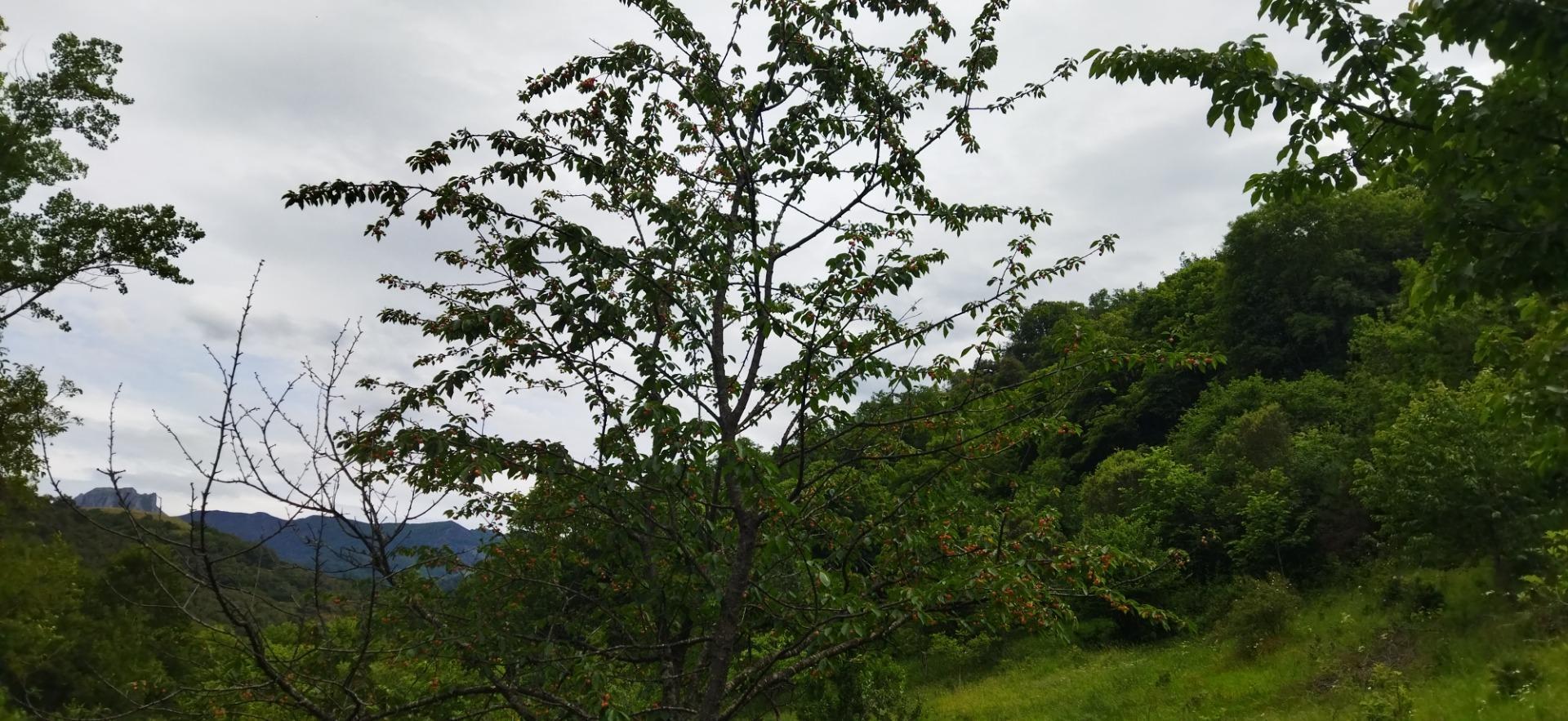 Casas o chalets-Venta-Pesaguero-2239445-Foto-39