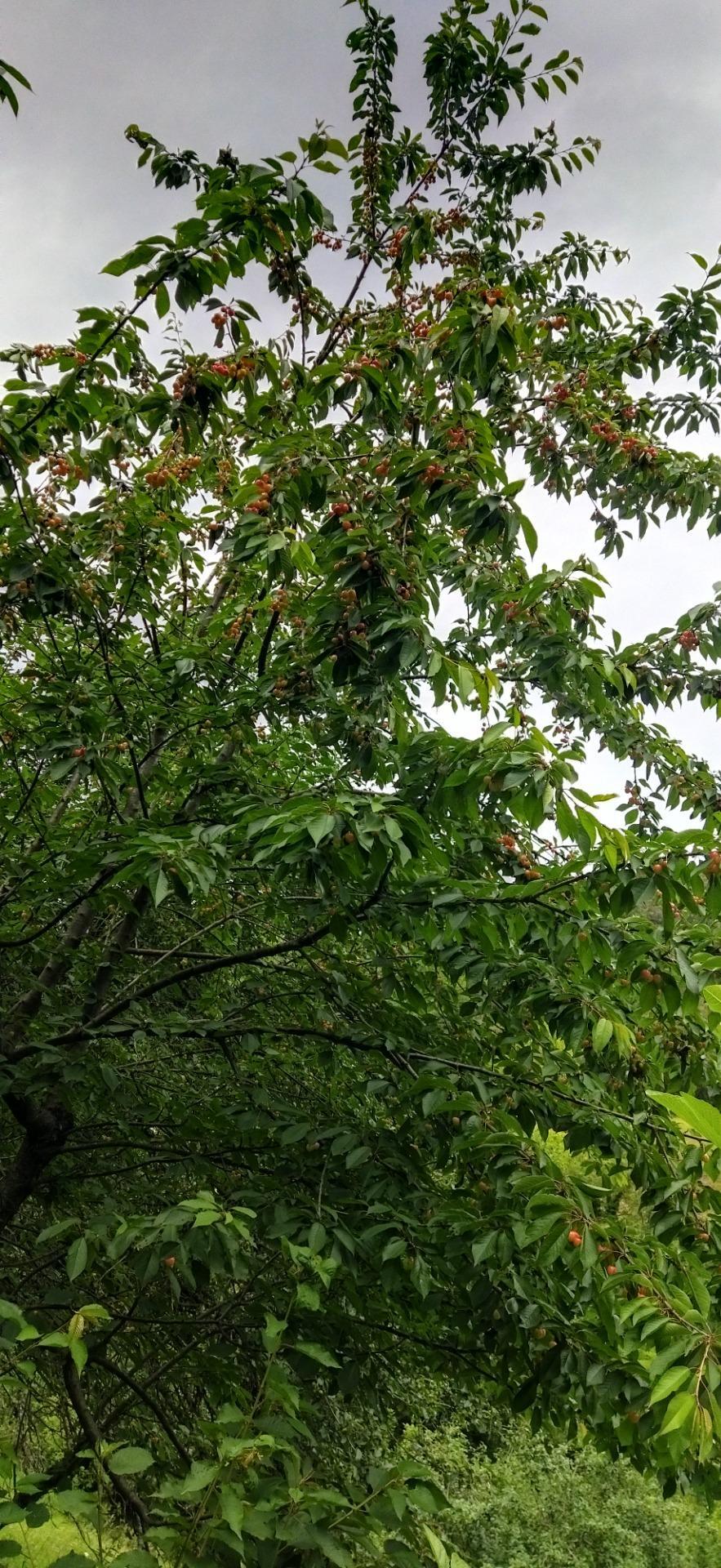 Casas o chalets-Venta-Pesaguero-2239445-Foto-44