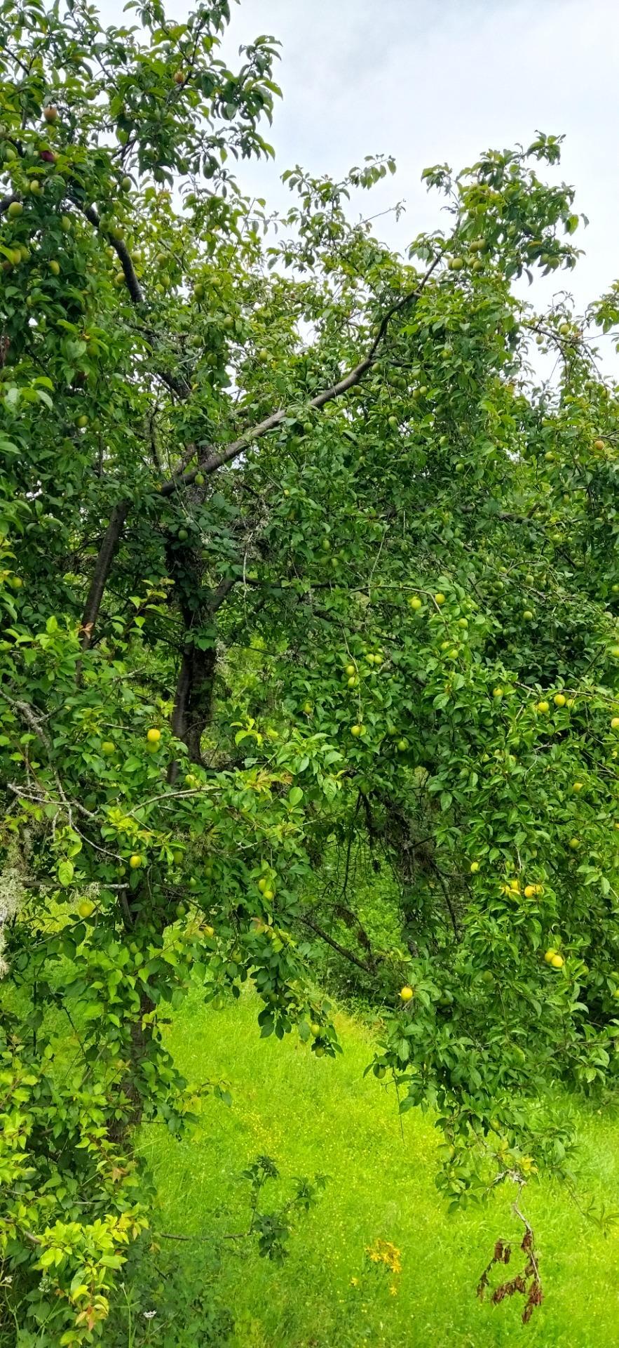 Casas o chalets-Venta-Pesaguero-2239445-Foto-48