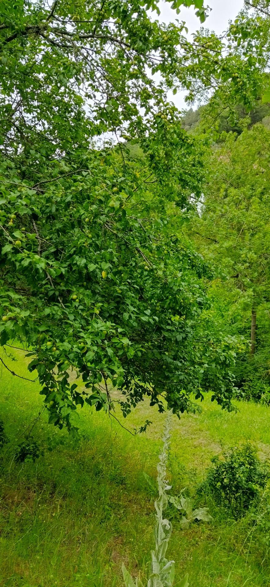 Casas o chalets-Venta-Pesaguero-2239445-Foto-46