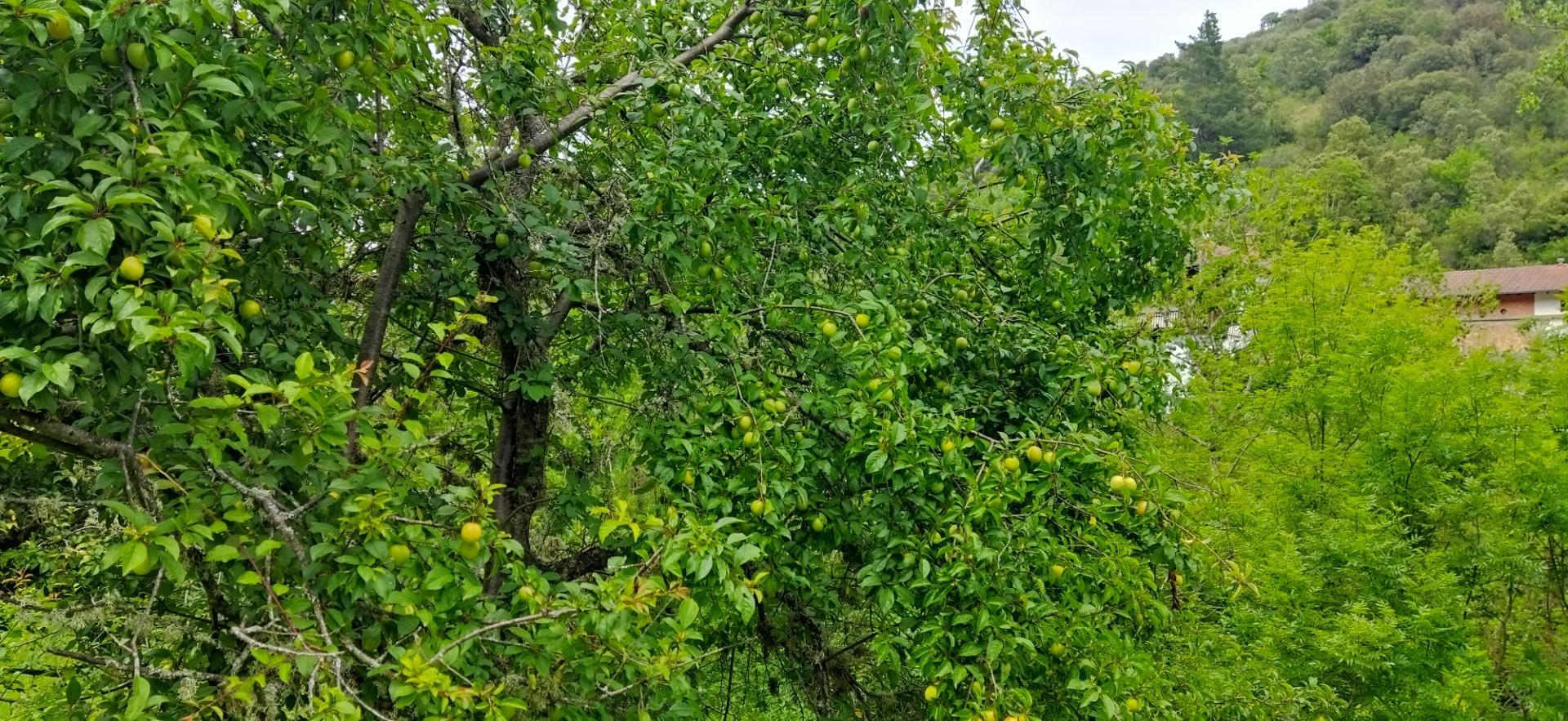 Casas o chalets-Venta-Pesaguero-2239445-Foto-53