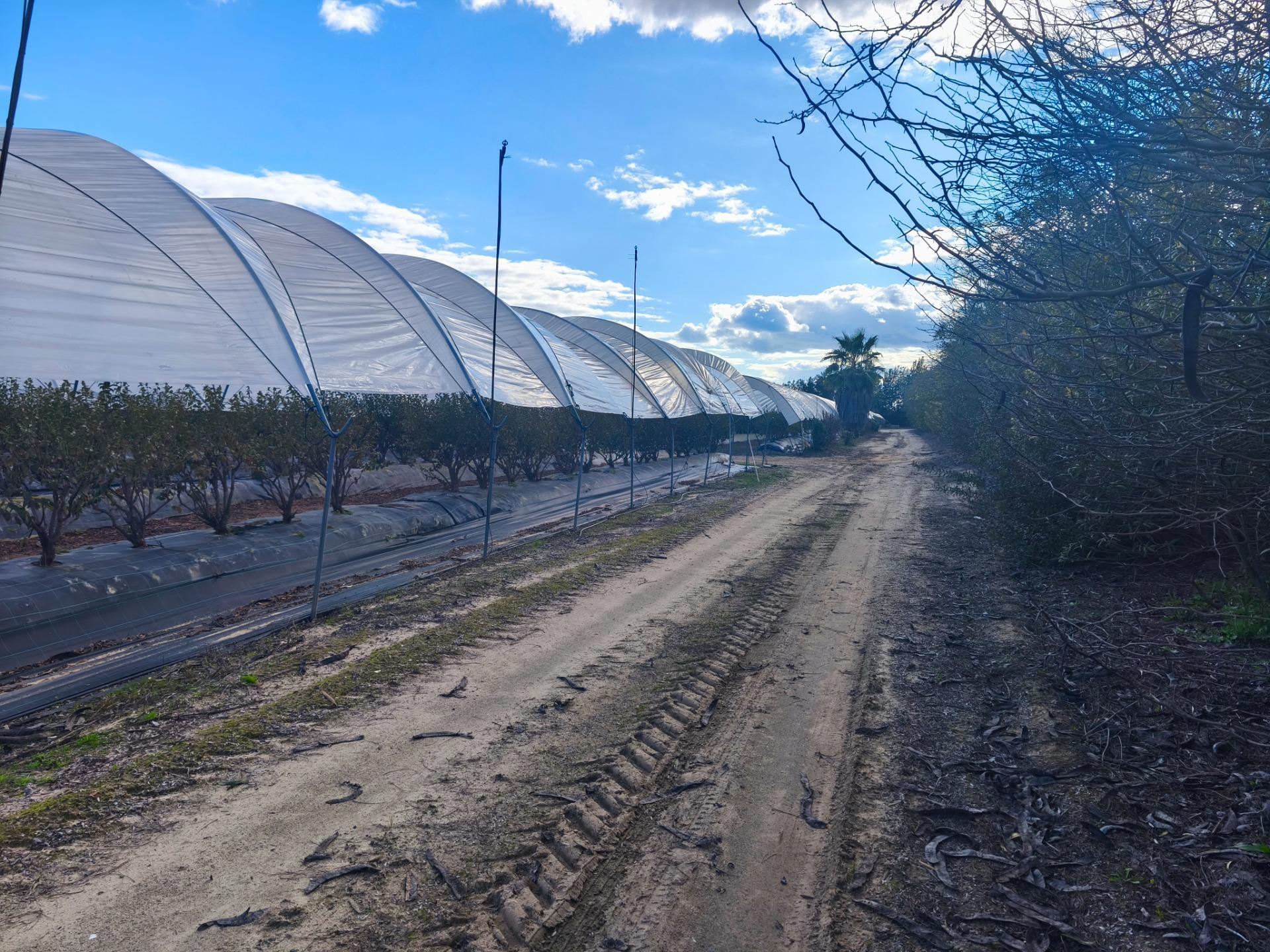 Finca de 18,7 Ha en El Rocío. Oportunidad de Inversión.