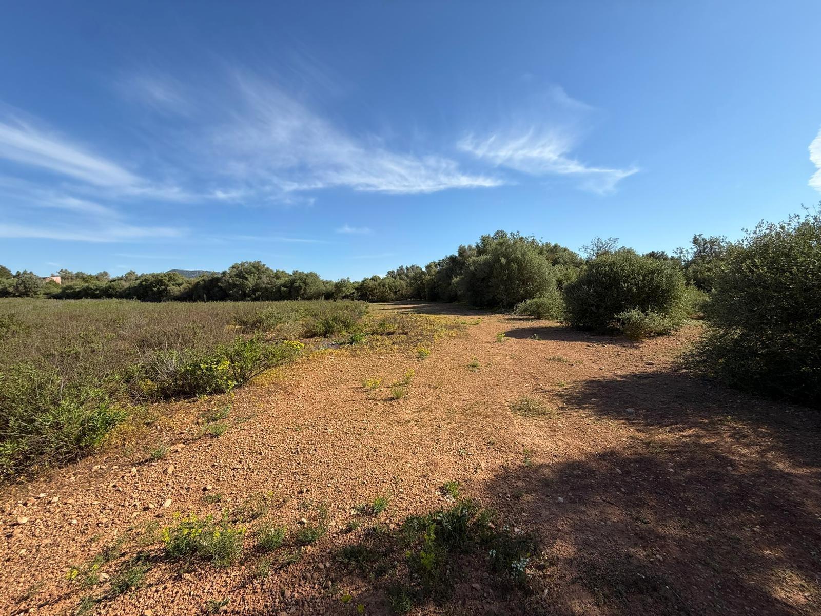 Fincas y solares-Venta-Llucmajor-2238217-Foto-3