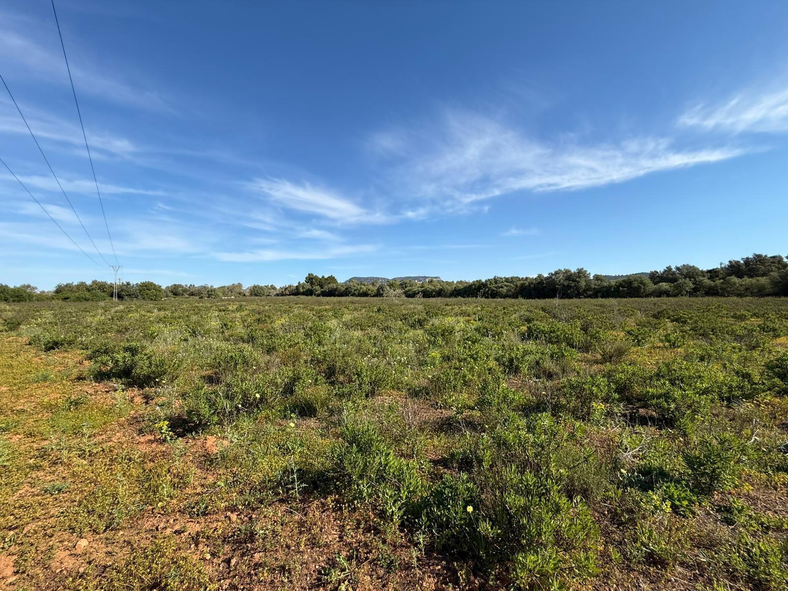 Fincas y solares-Venta-Llucmajor-2238217-Foto-4