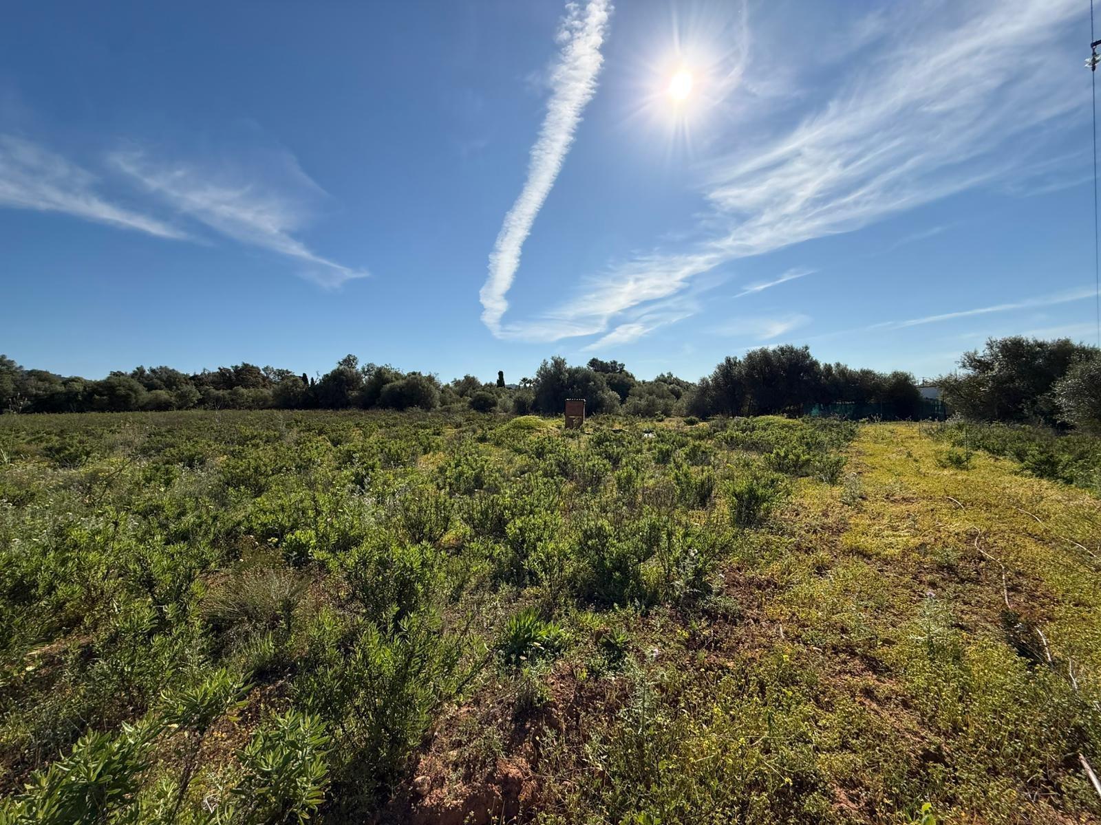 Fincas y solares-Venta-Llucmajor-2238217-Foto-2