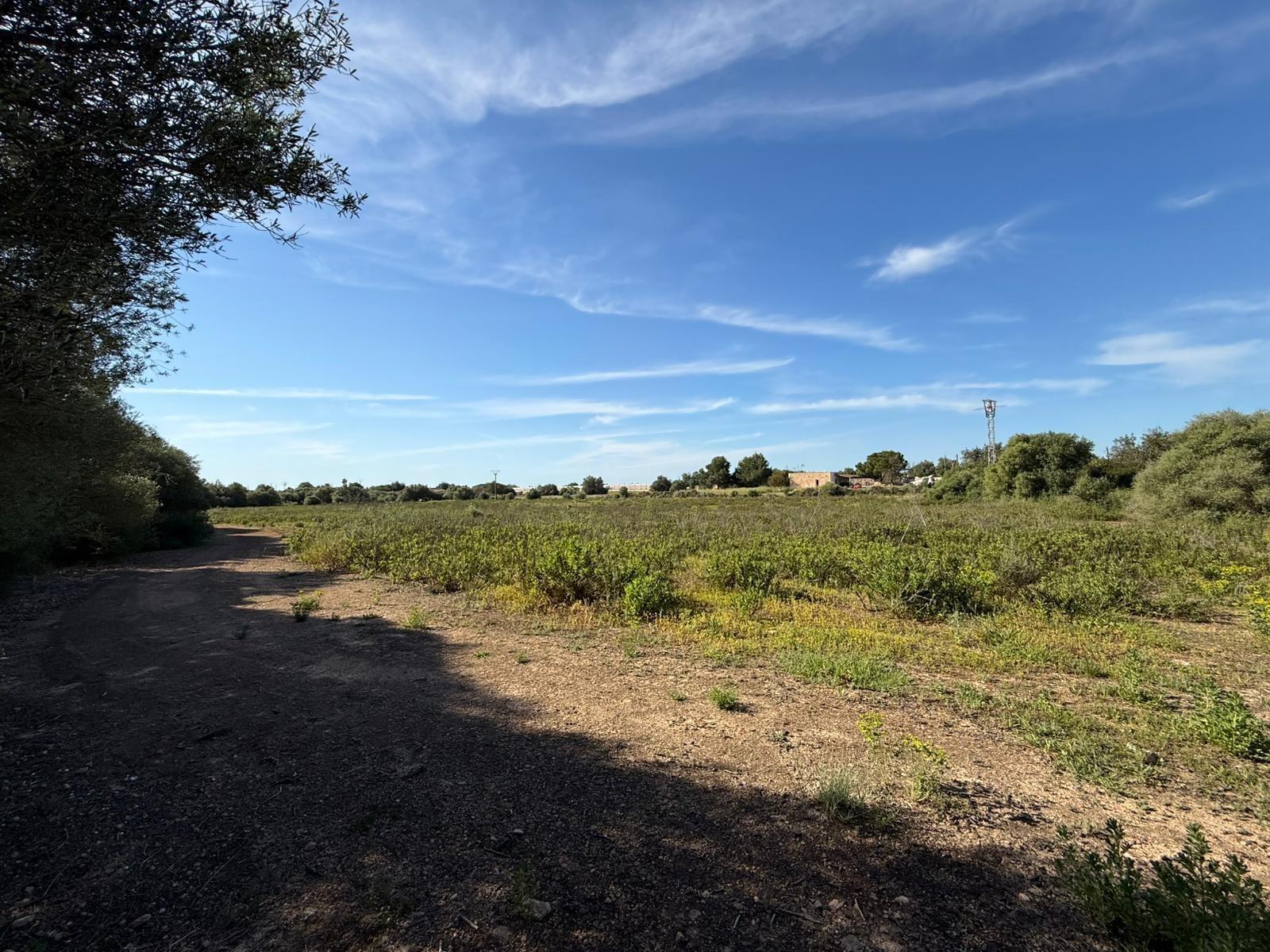 Fincas y solares-Venta-Llucmajor-2238217-Foto-5