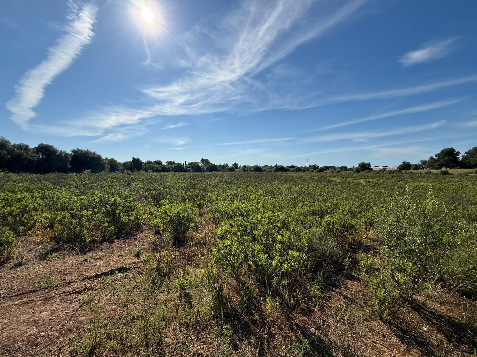 Fincas y solares-Venta-Llucmajor-2238217-Foto-7