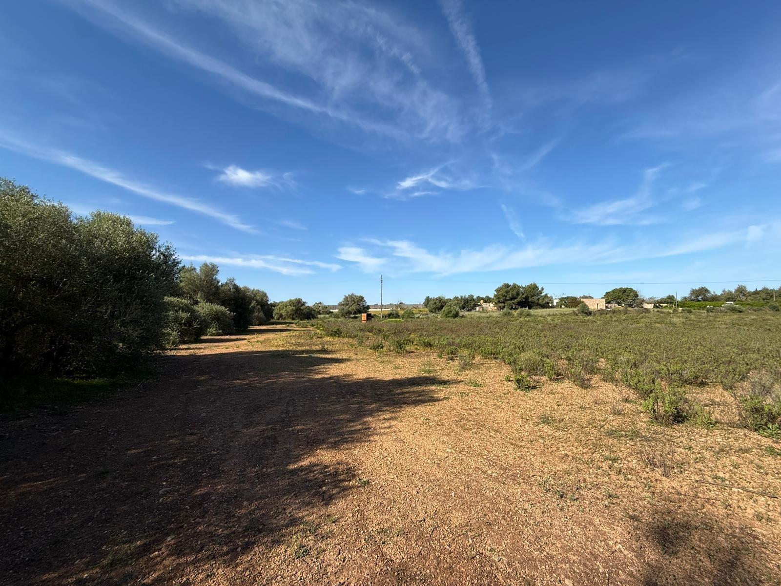 Fincas y solares-Venta-Llucmajor-2238217-Foto-8