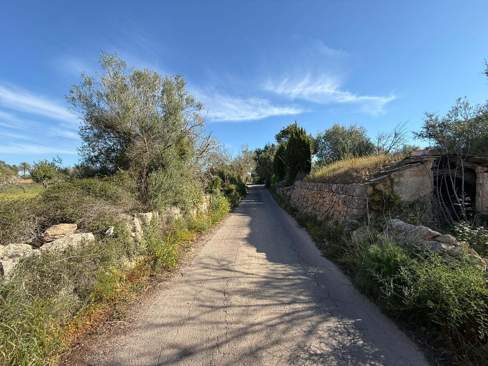 Fincas y solares-Venta-Llucmajor-2238217-Foto-11