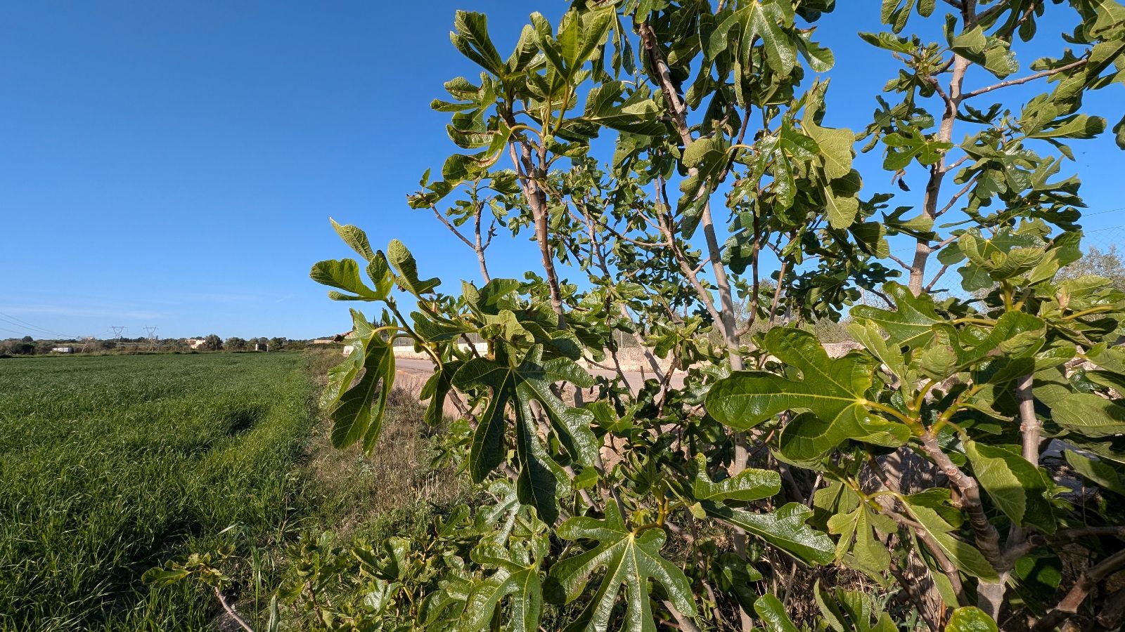 Fincas y solares-Venta-Muro de Alcoy-2092814-Foto-17