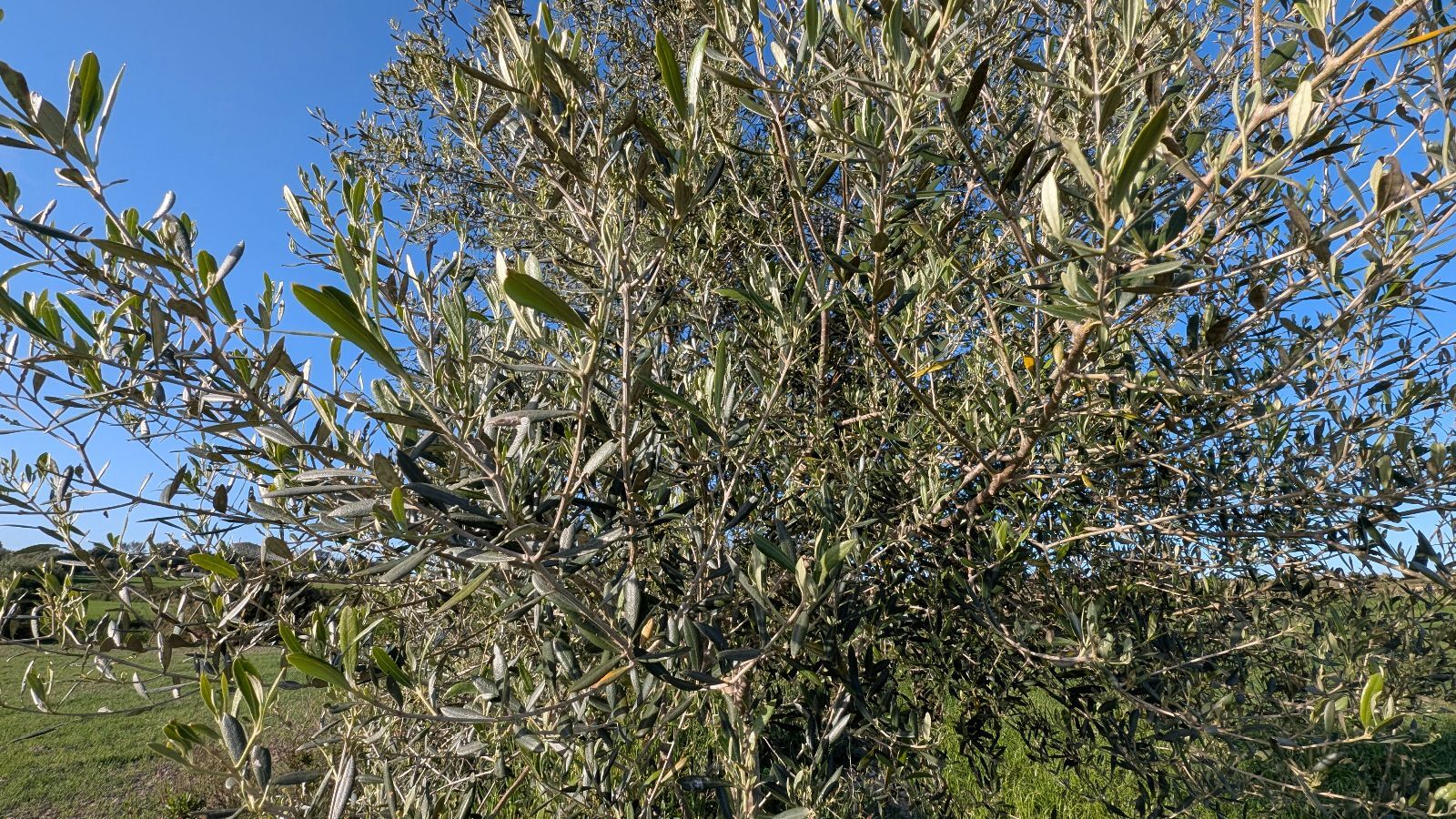 Fincas y solares-Venta-Muro de Alcoy-2092814-Foto-18