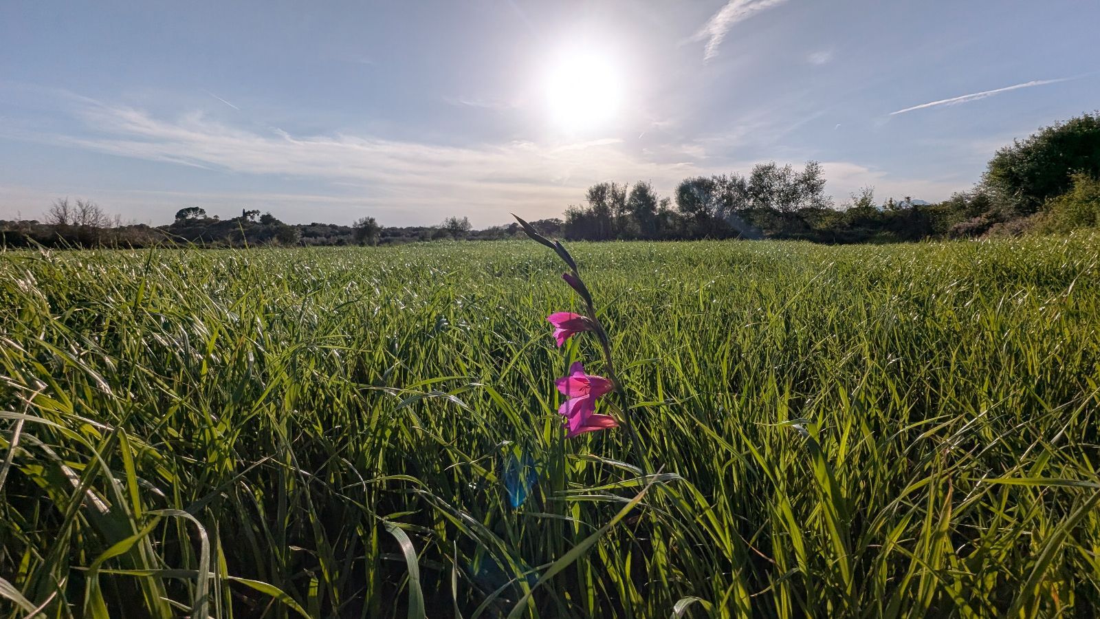 Fincas y solares-Venta-Muro de Alcoy-2092814-Foto-24