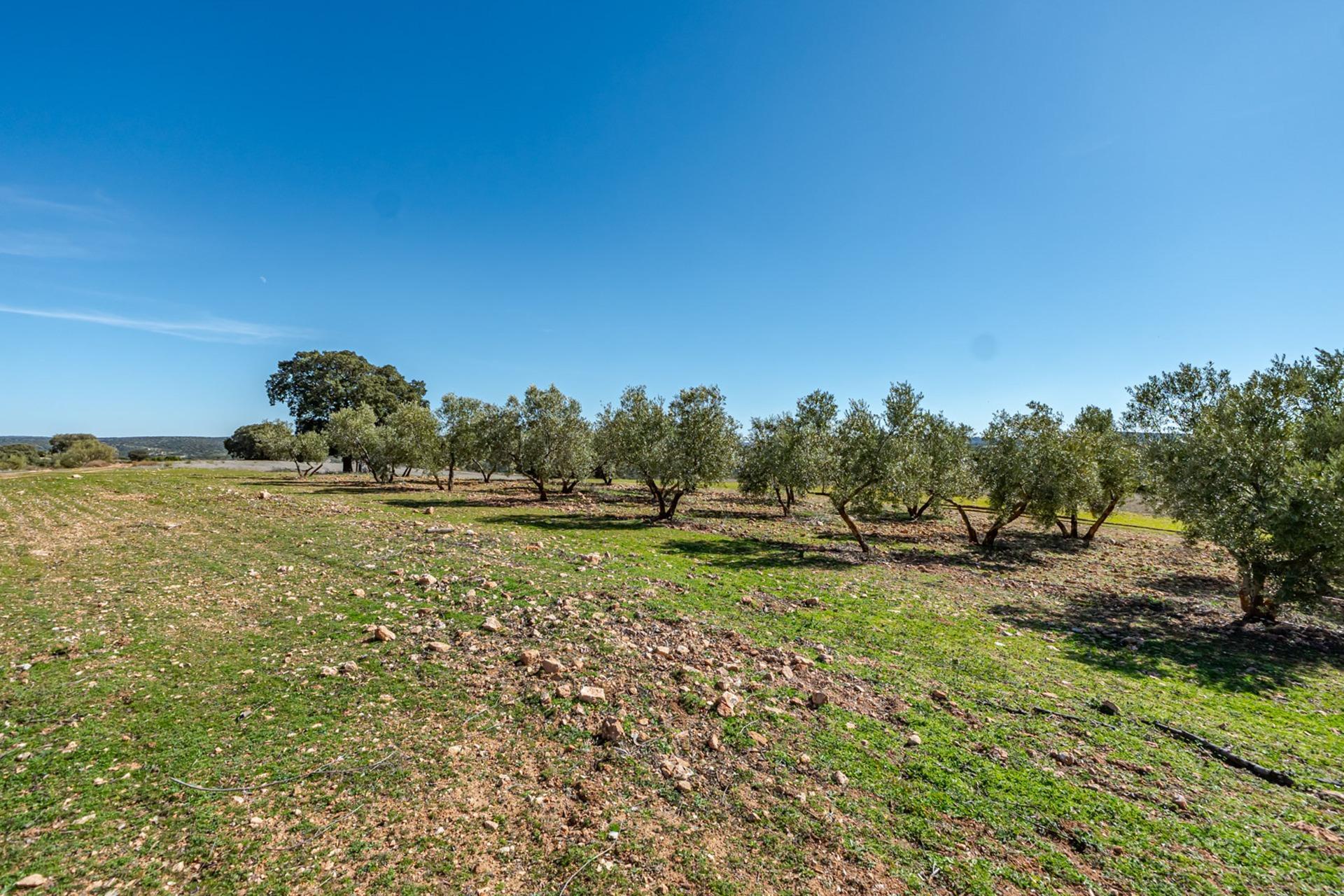 Pisos-Venta-Argamasilla de Alba-2241749-Foto-94