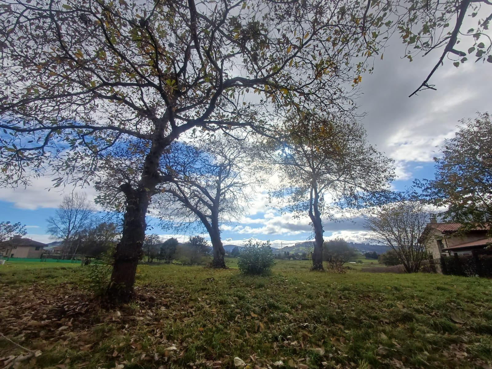 Fincas y solares-Venta-Villaviciosa-2019521-Foto-7