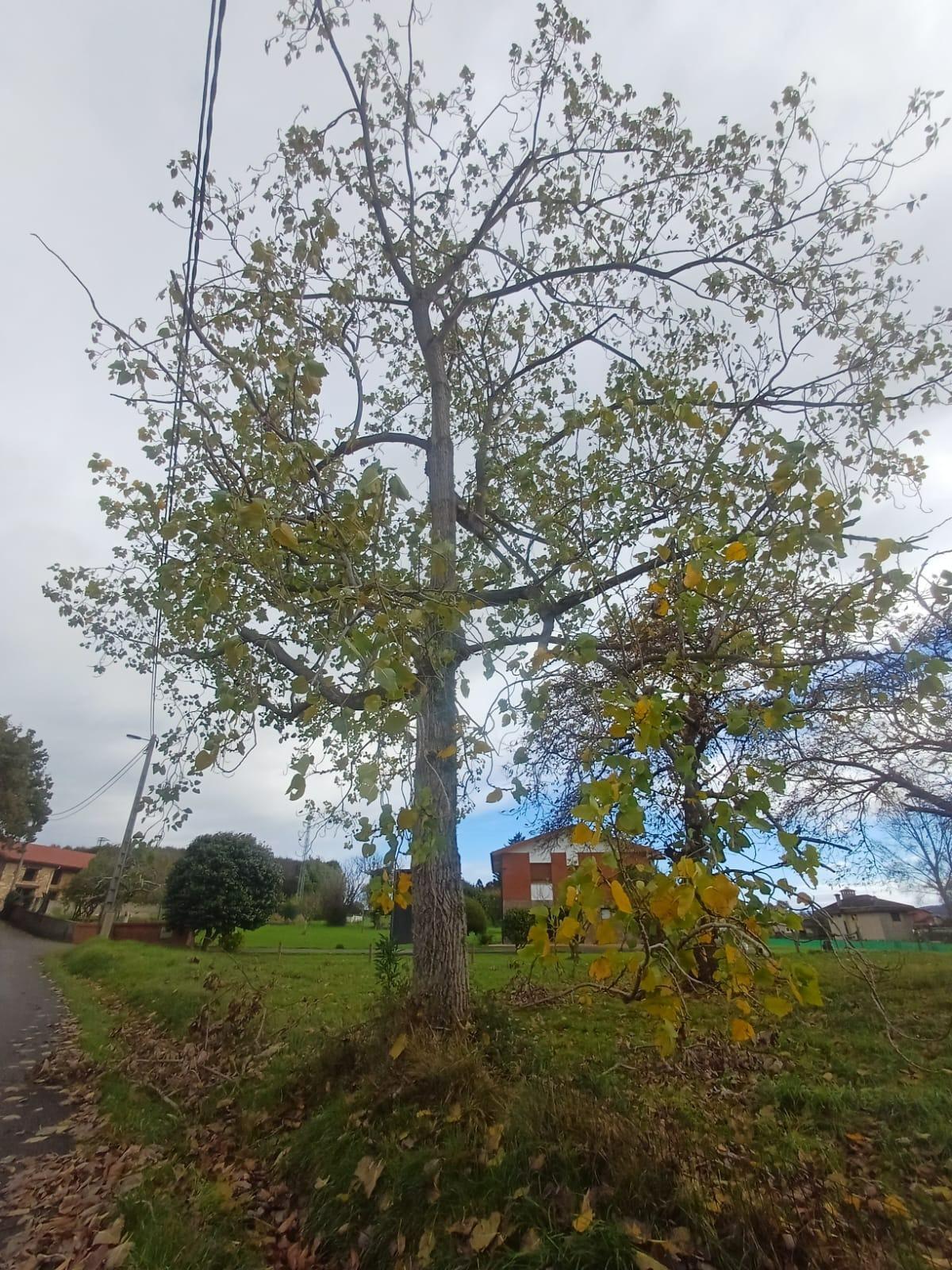 Fincas y solares-Venta-Villaviciosa-2019521-Foto-6