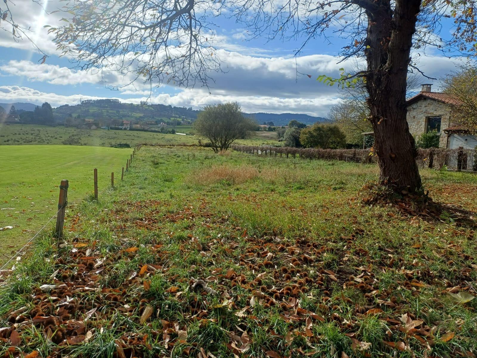 Fincas y solares-Venta-Villaviciosa-2019521-Foto-14