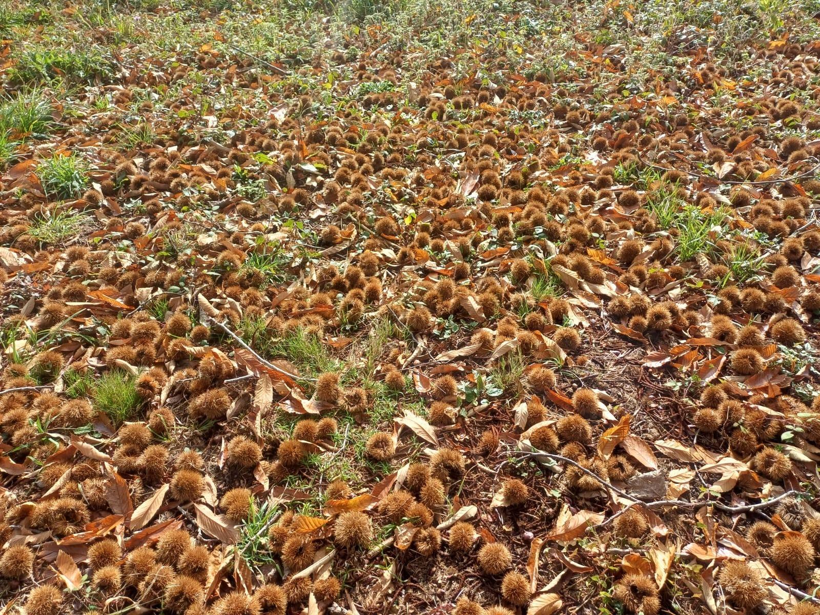 Fincas y solares-Venta-Villaviciosa-2019521-Foto-13