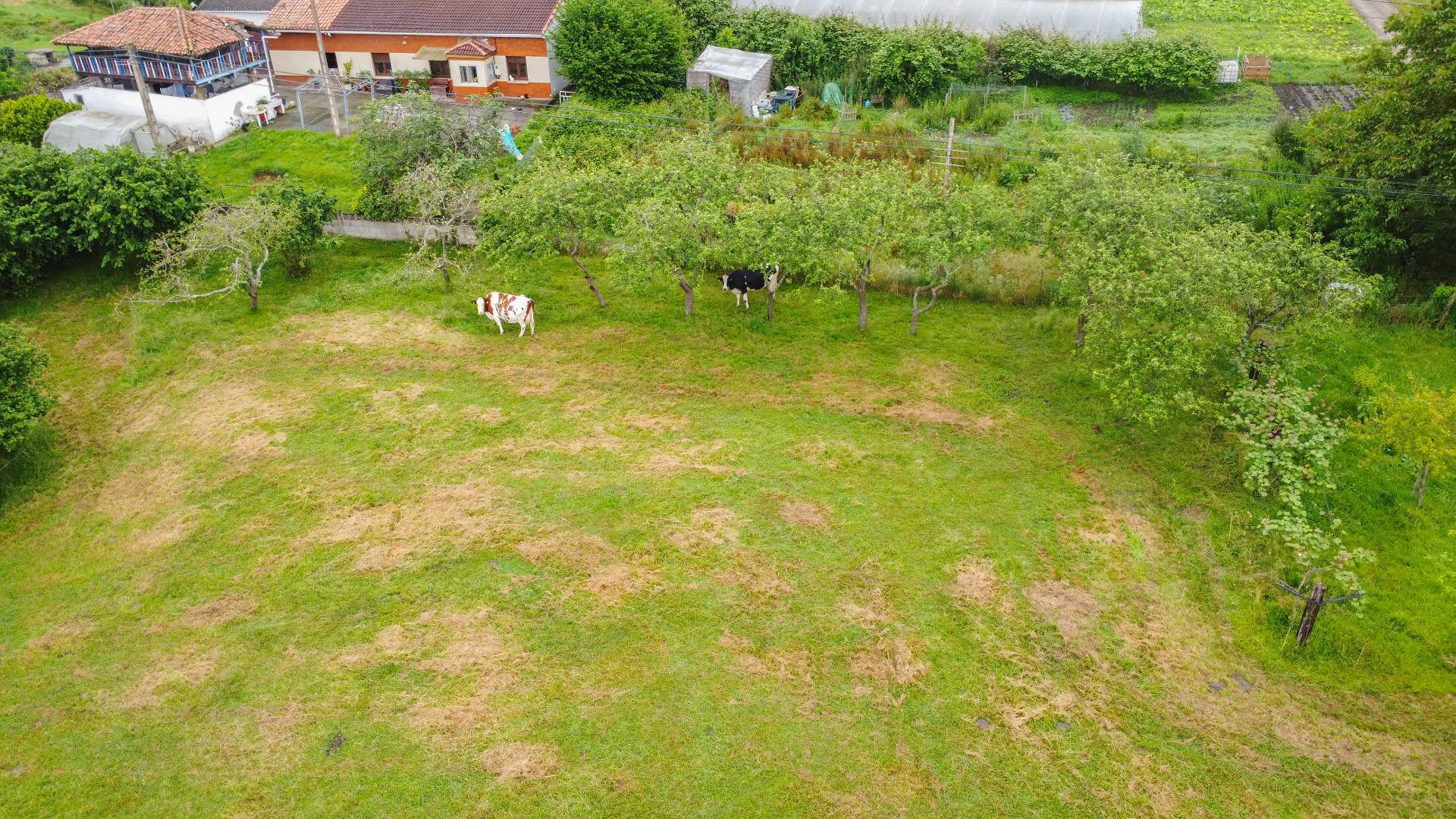 Plot in Llanera