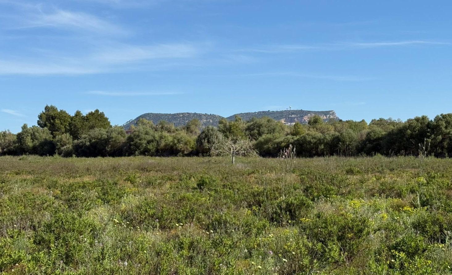 Fincas y solares-Venta-Llucmajor-2238217-Foto-2