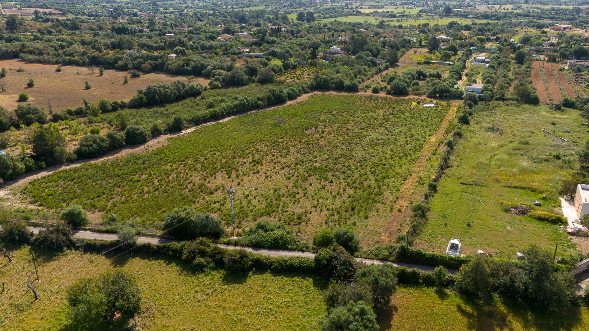 Fincas y solares-Venta-Llucmajor-2238217-Foto-3
