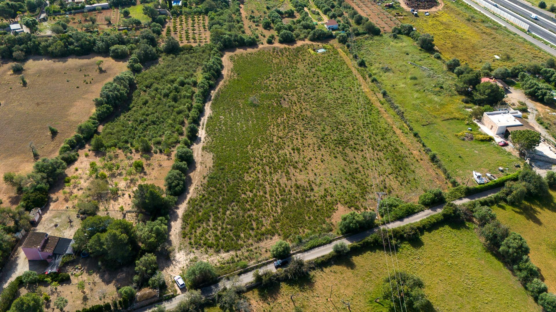 Fincas y solares-Venta-Llucmajor-2238217-Foto-6