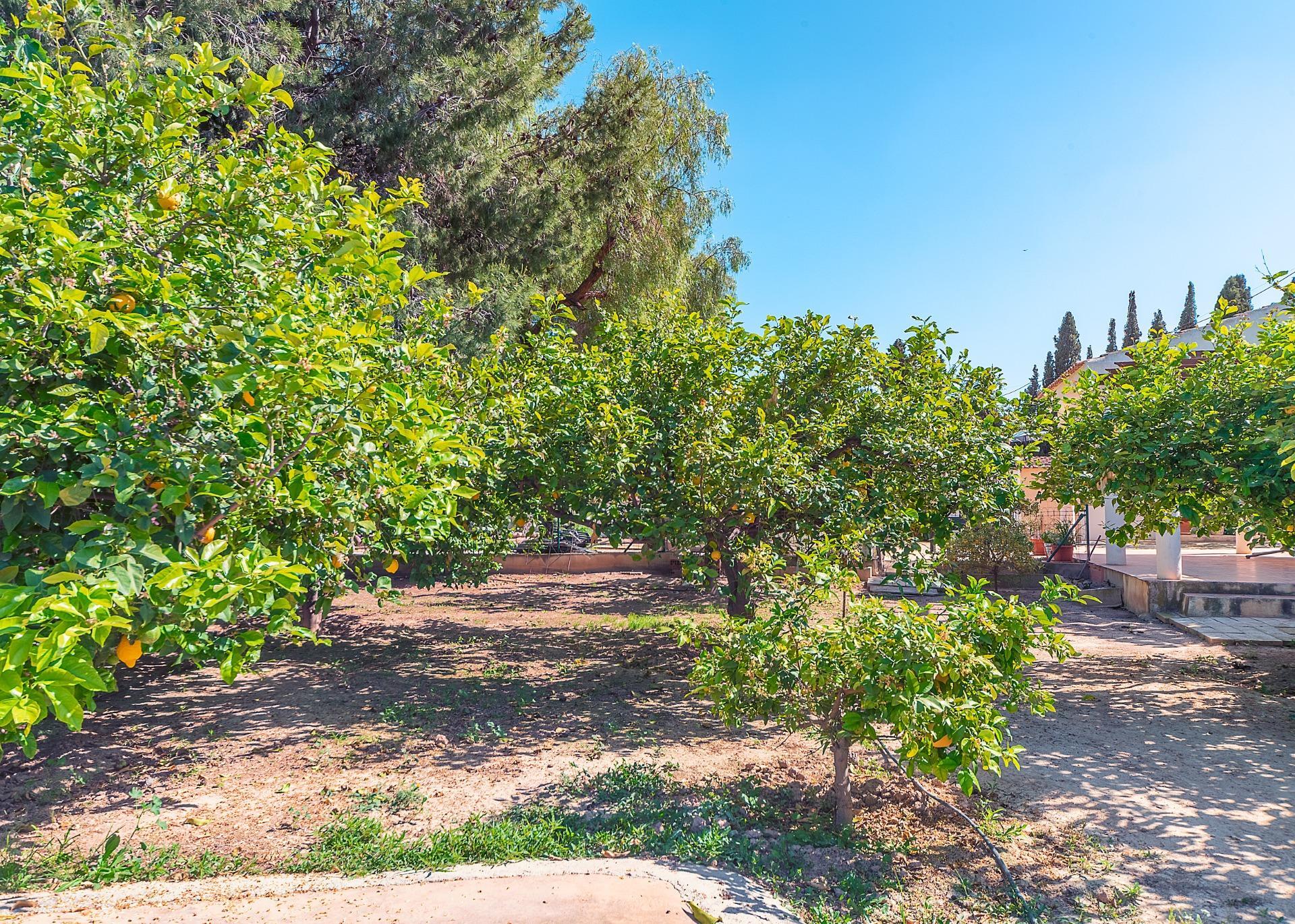 Casas o chalets-Venta-Alicante-2256099-Foto-20