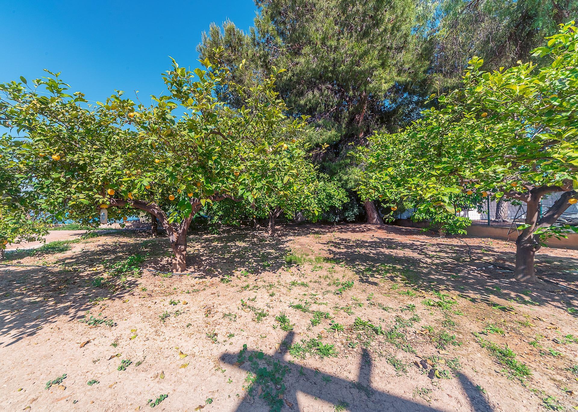 Casas o chalets-Venta-Alicante-2256099-Foto-19