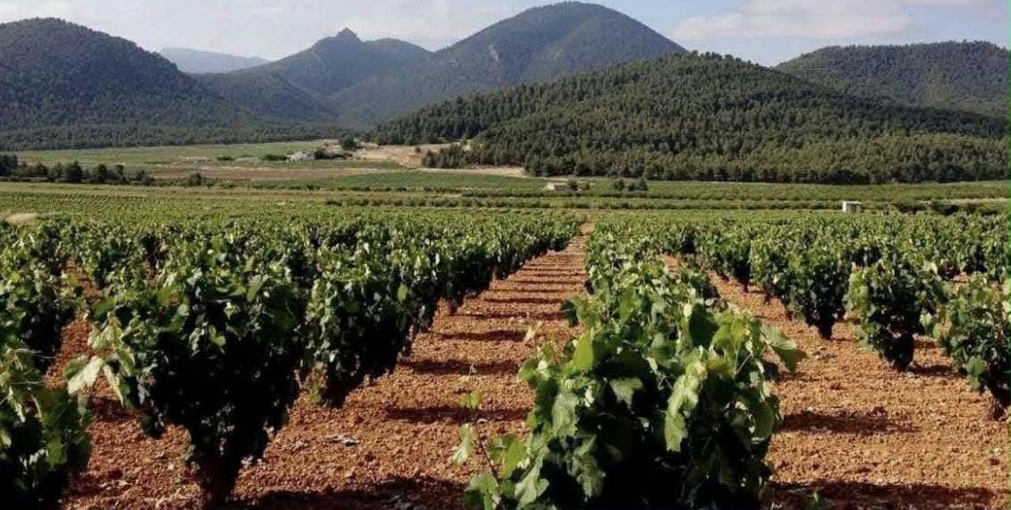 Plot in Pinoso