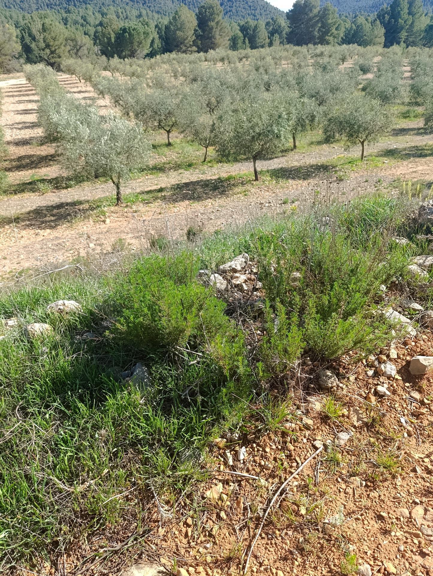 Suelo en venta, Molina de Segura, Murcia, Murcia