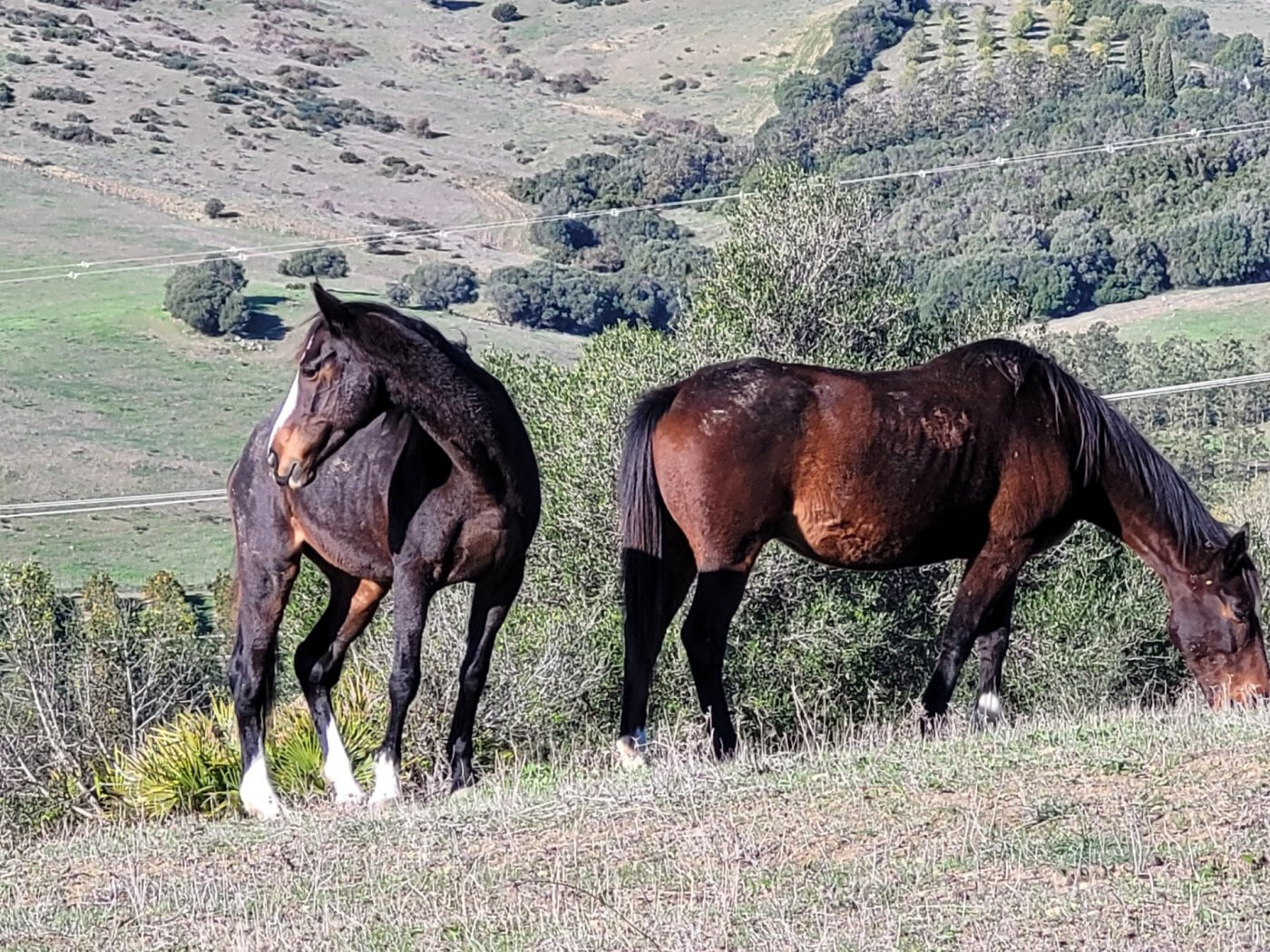 Montenegral Alto, Cádiz