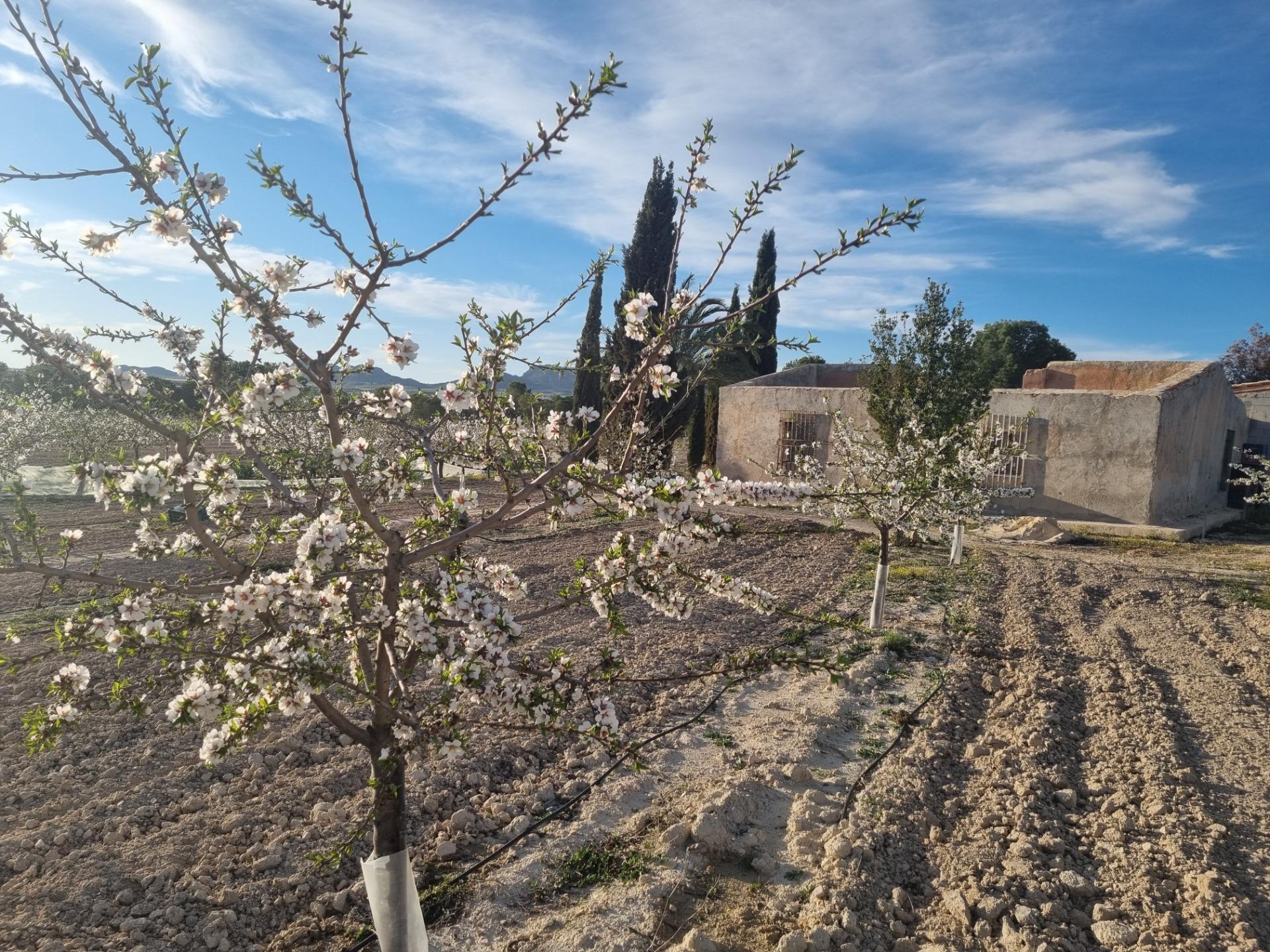 Nave Industrial en venta en Cieza 17/23