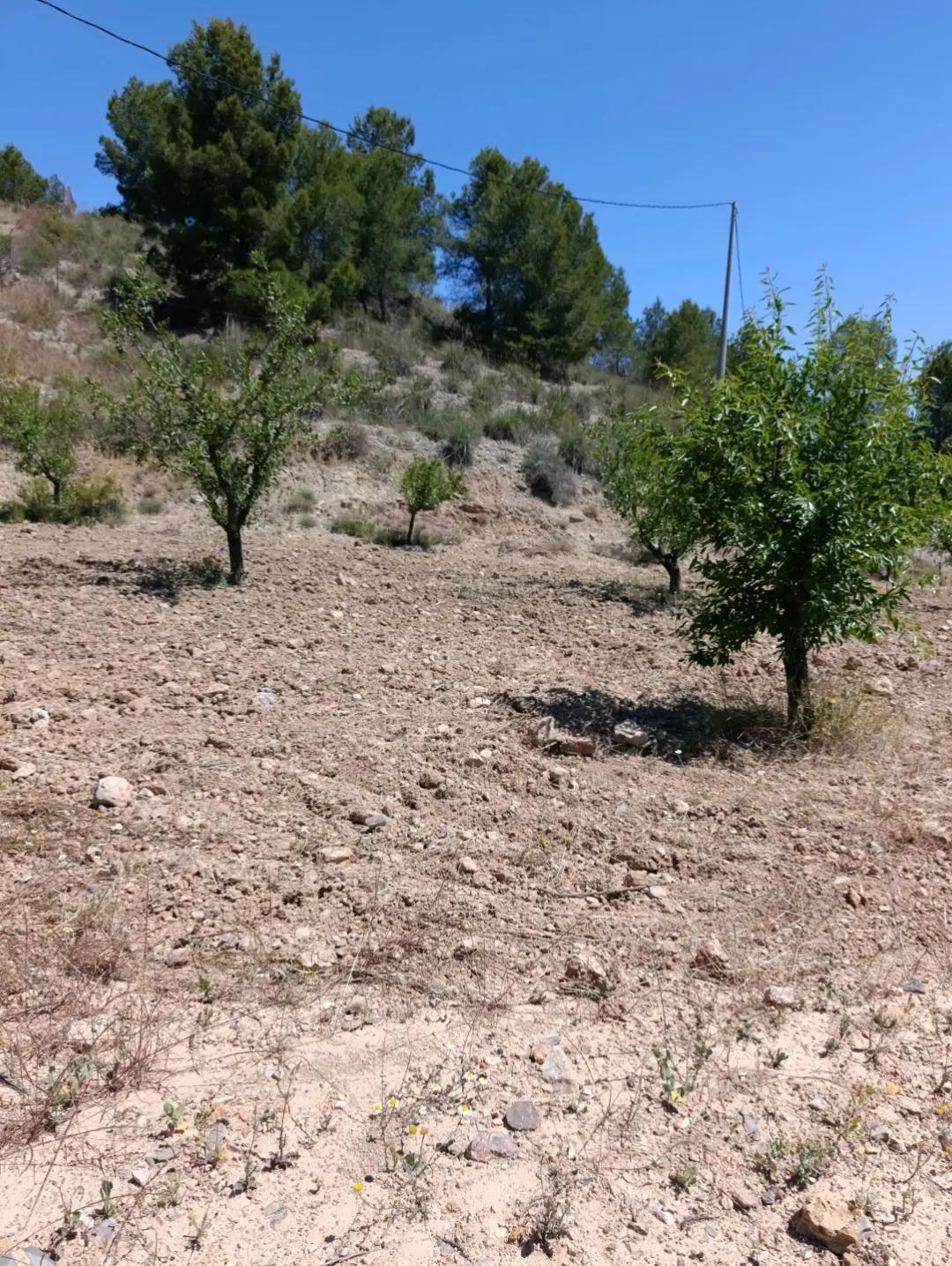 Suelo en venta, Cehegín, Murcia