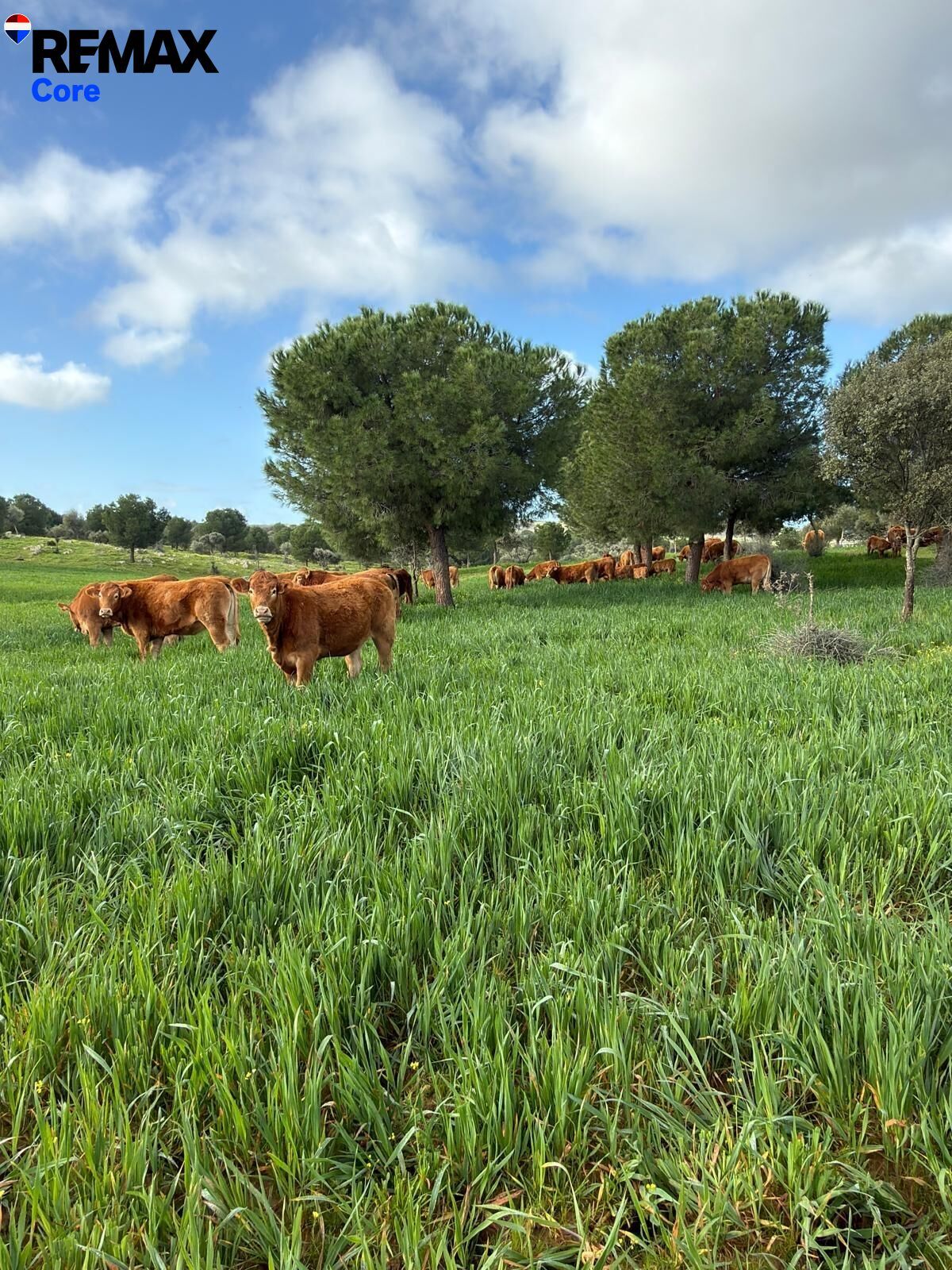 Suelo en venta, Valencia de las Torres, Badajoz, Badajoz