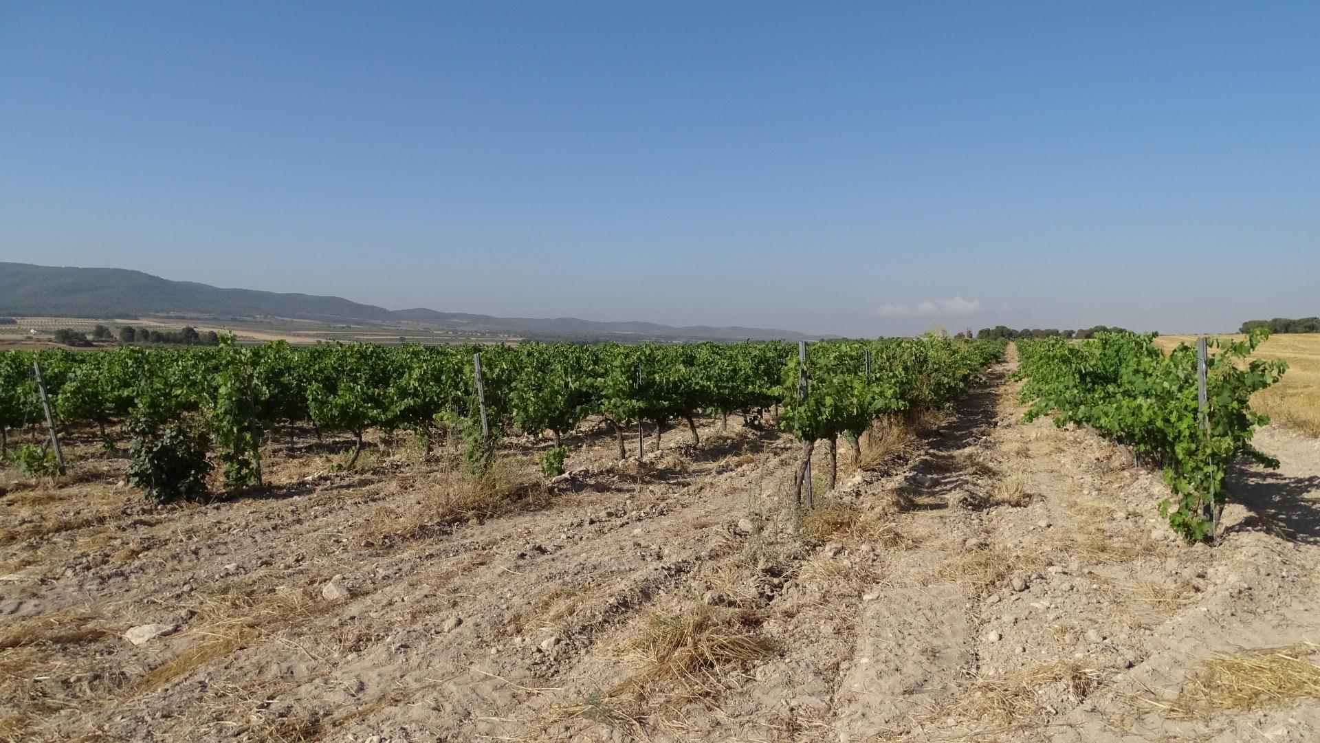 Suelo en venta, Villena, Alicante/Alacant, Alicante/Alacant