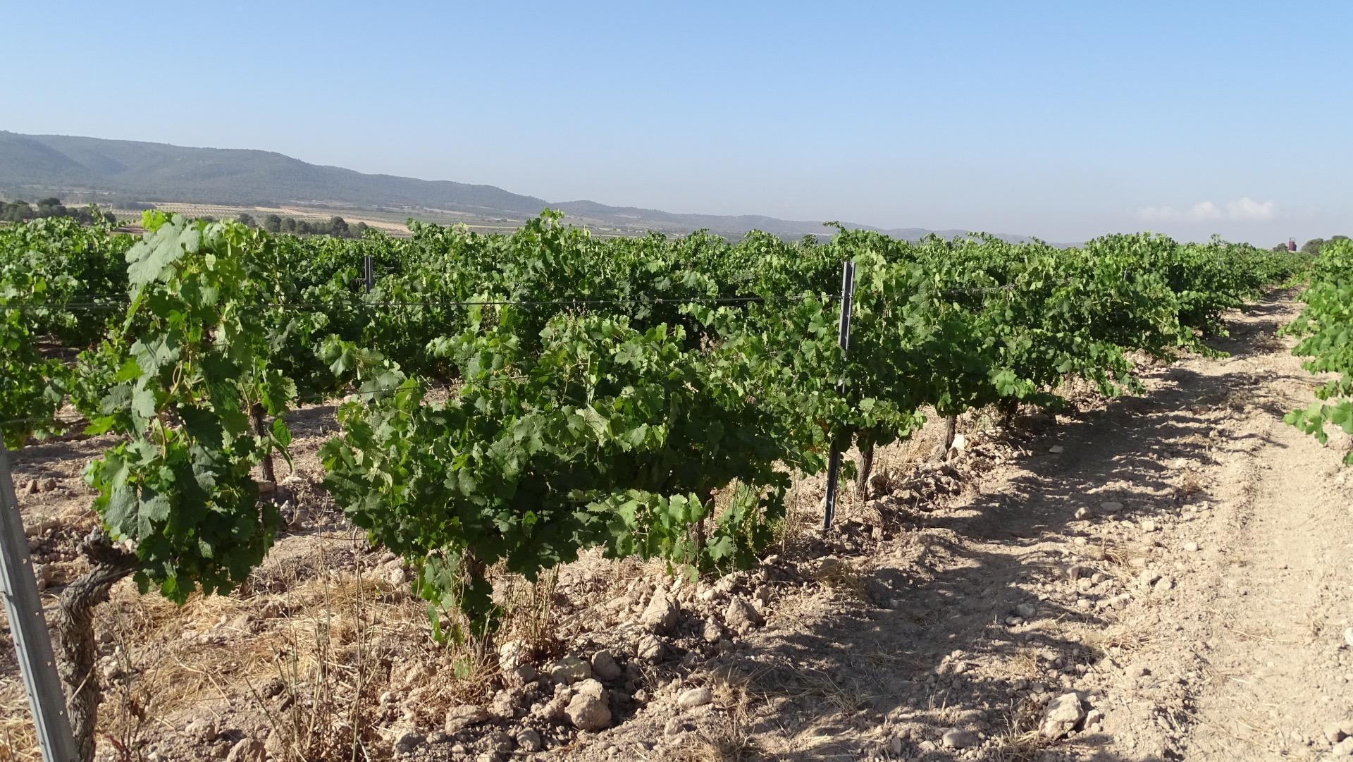 Suelo en venta, Villena, Alicante/Alacant, Alicante/Alacant